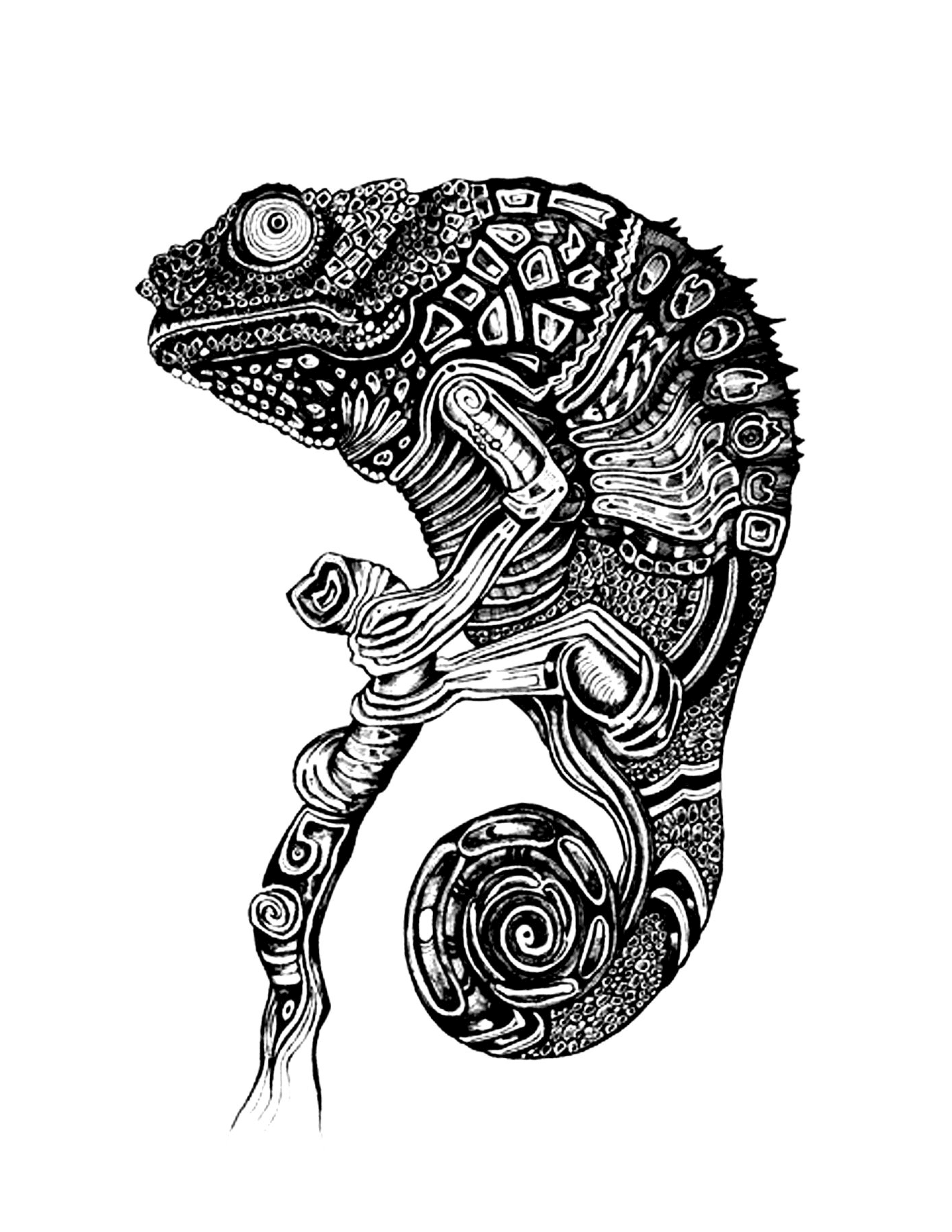  A chameleon 