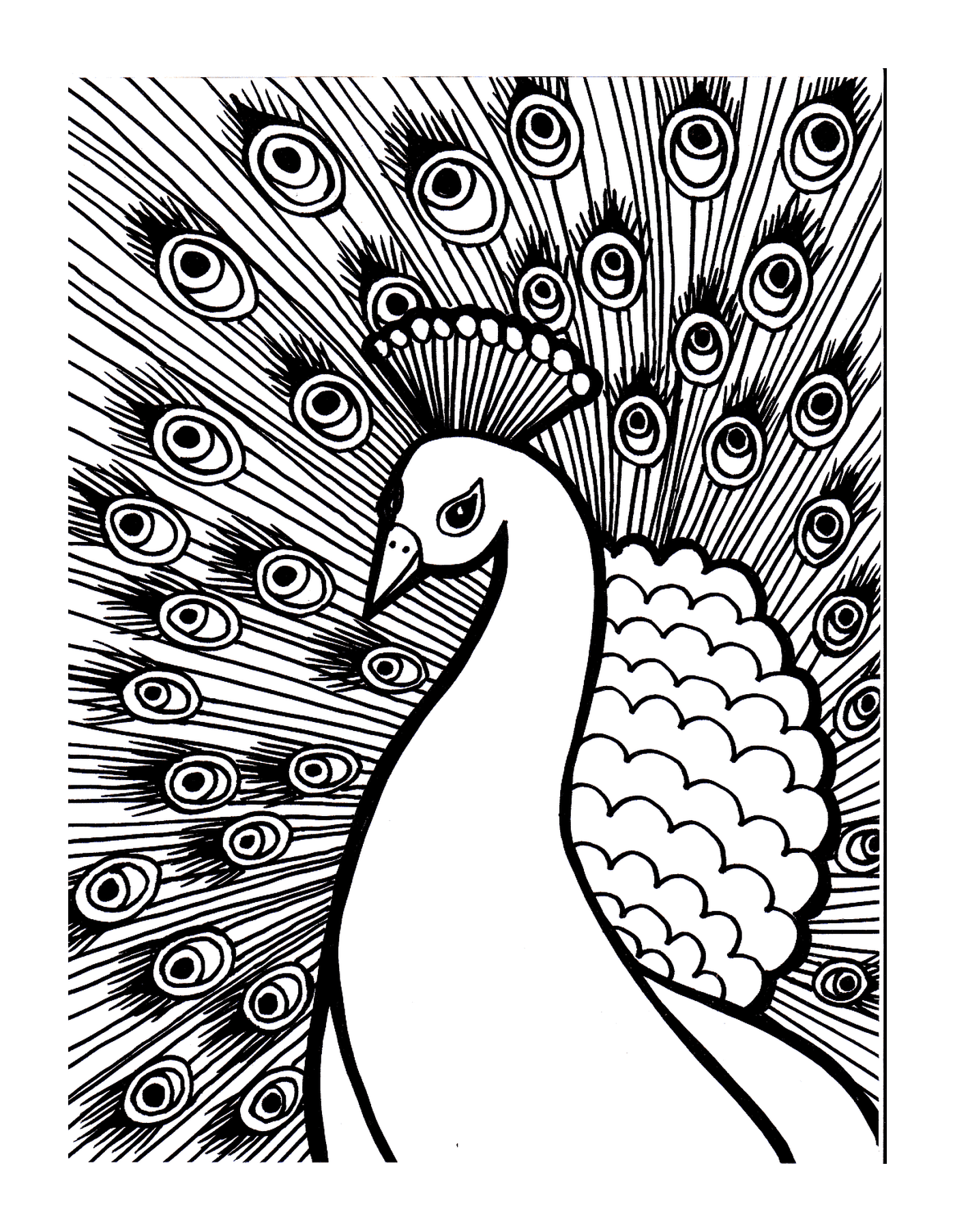  A peacock is drawn 