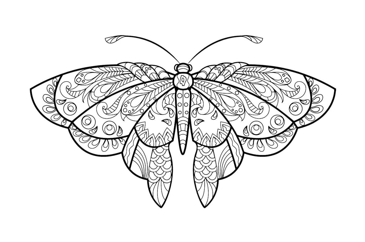  Mariposa con hermosos patrones 