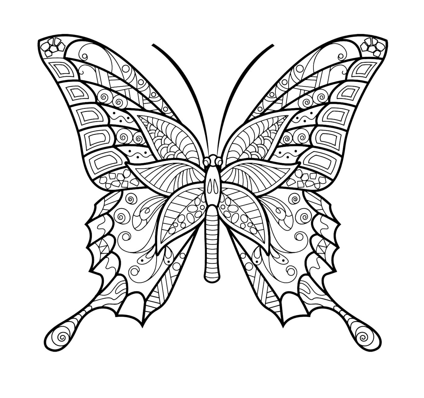  Bonita mariposa con delicados patrones 