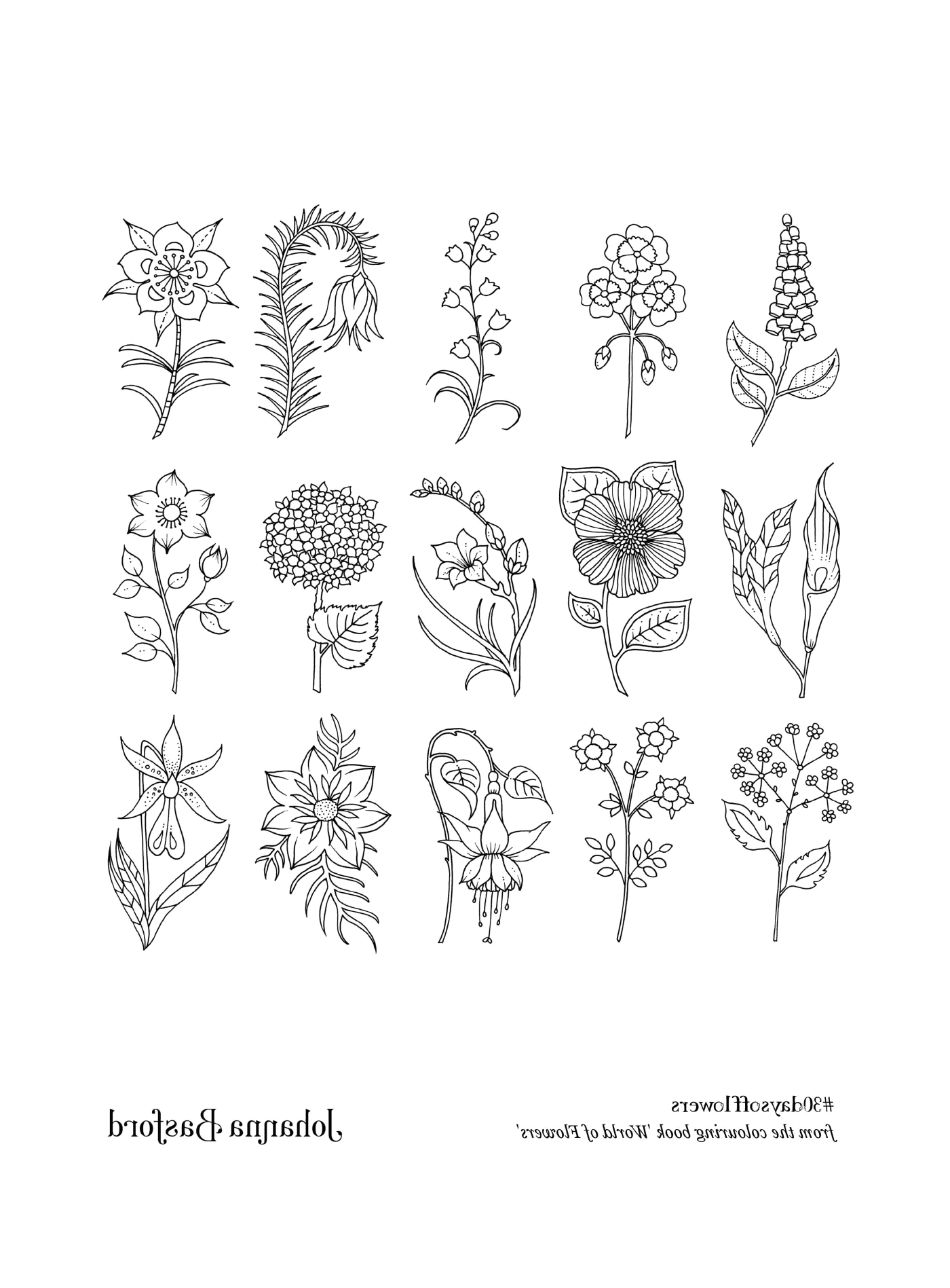  Un'ampia varietà di fiori 