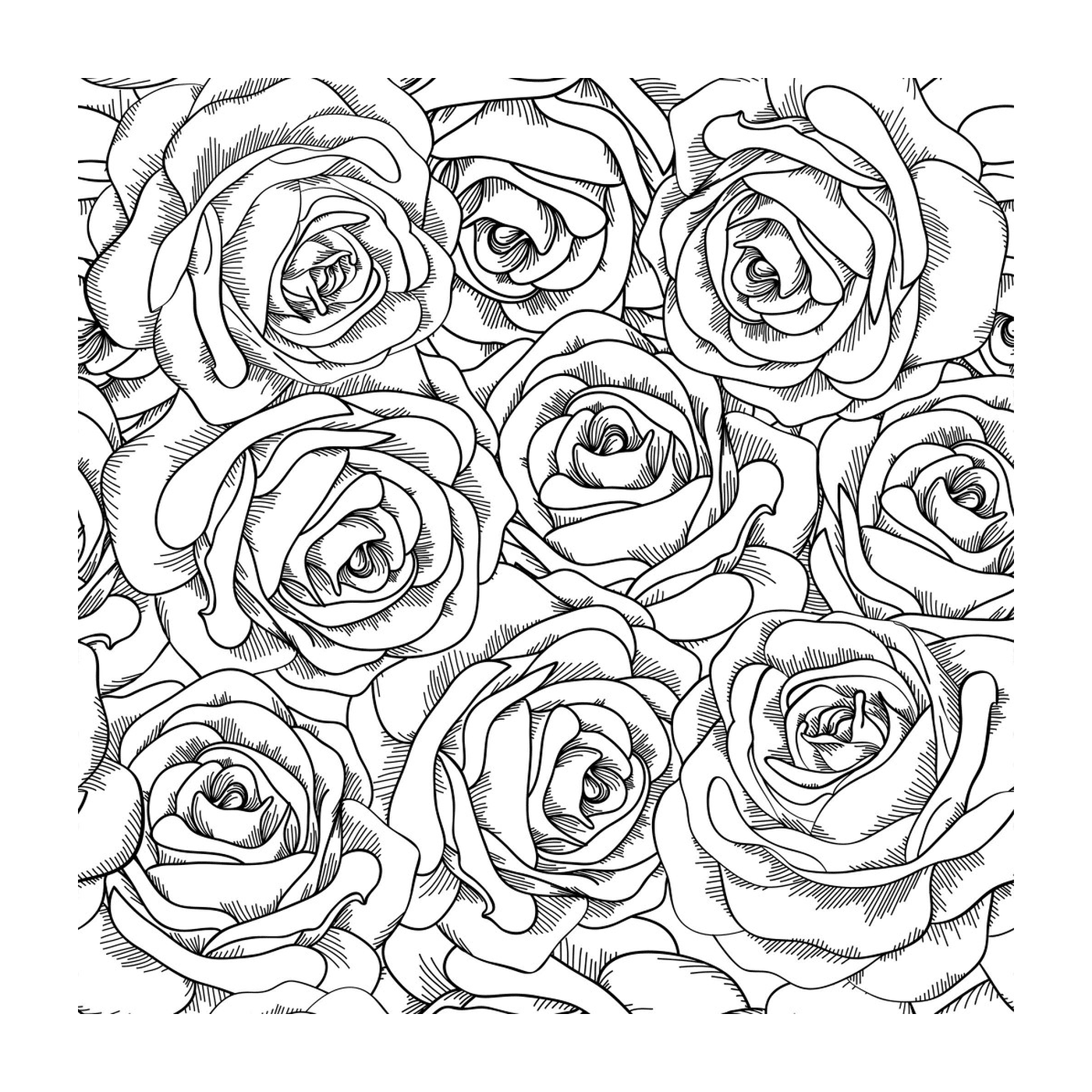  Rosen mit vielen Blütenblättern 