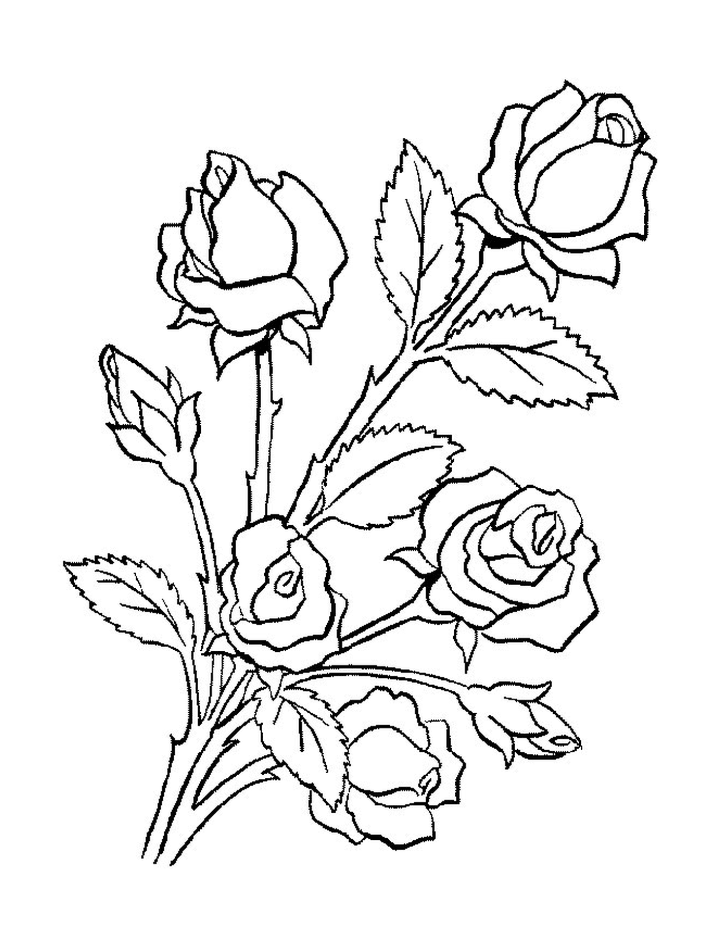  Una rosa con foglie e fiori 