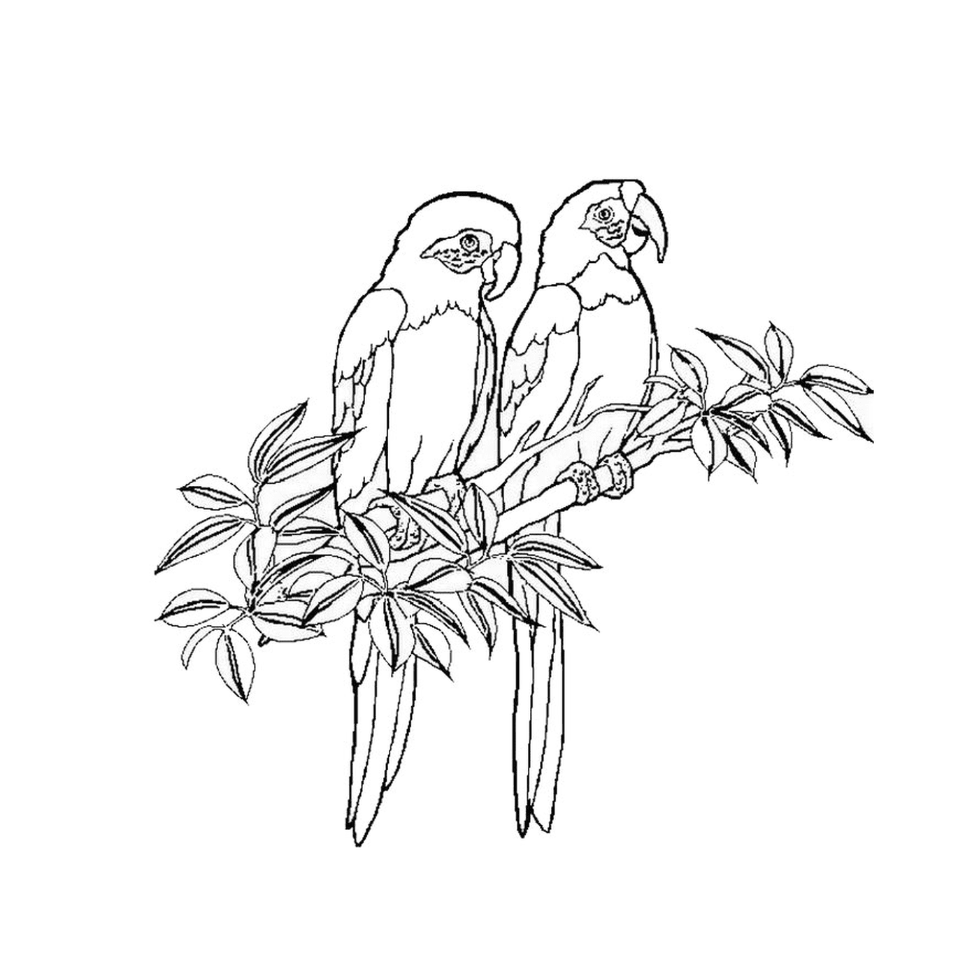  Dos pelucas sentadas en una rama de árbol 