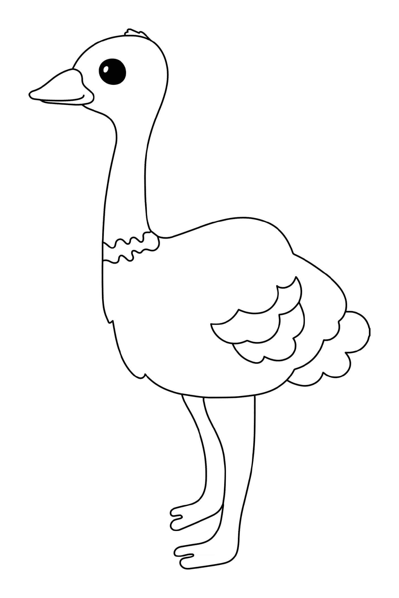  Ostrich bird 