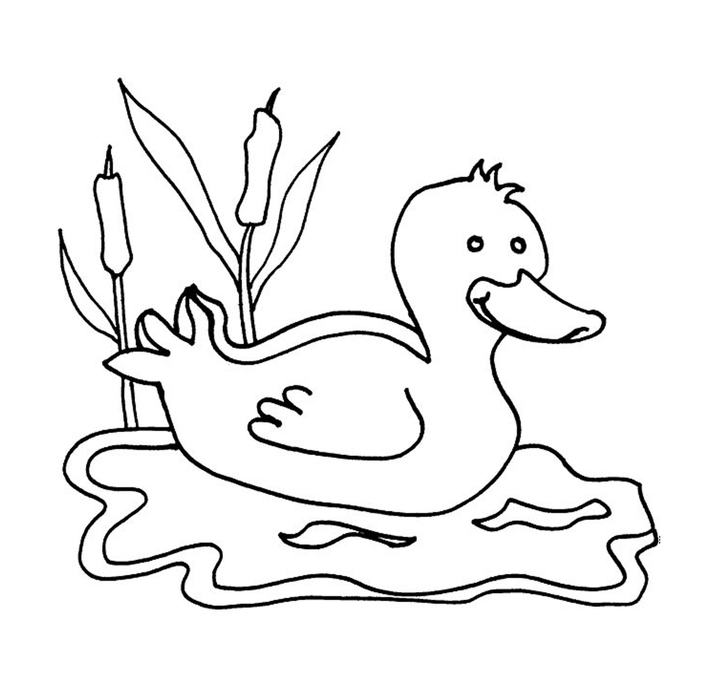  Eine Ente auf dem Wasser 