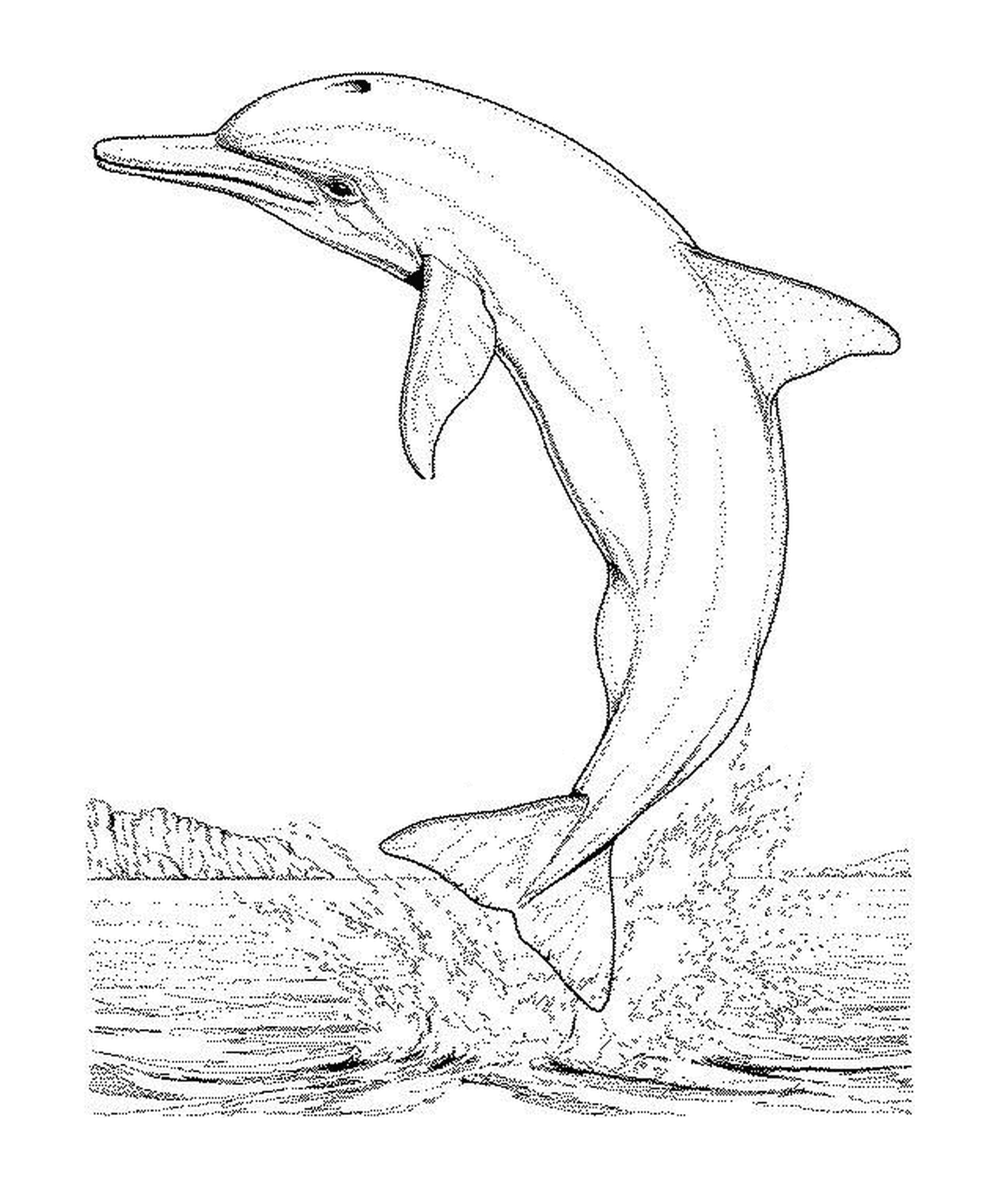  Ein Delphin springt aus dem Wasser 