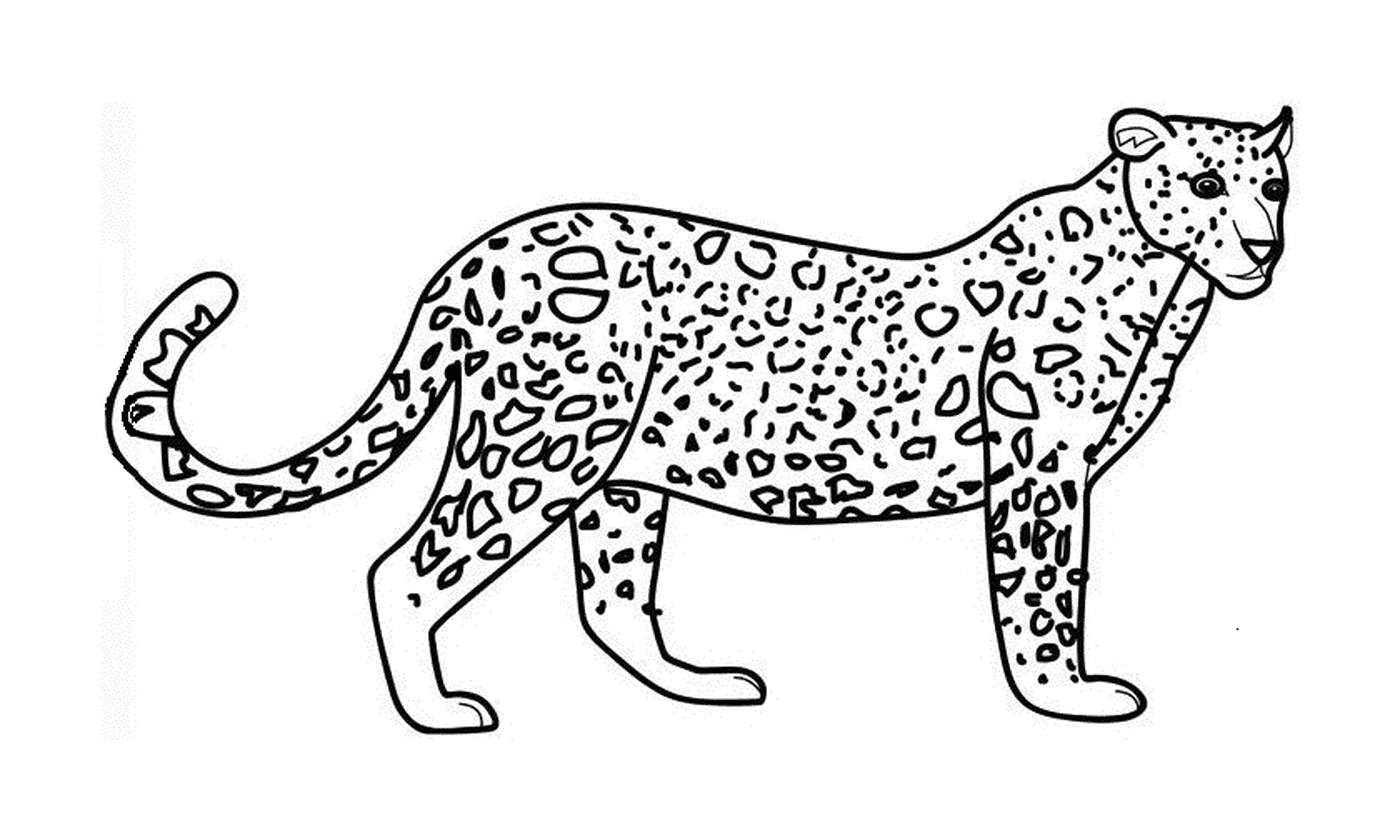  Un hermoso guepardo 
