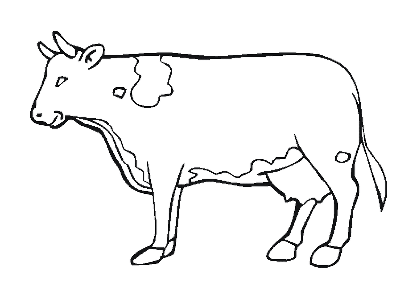 A cow 