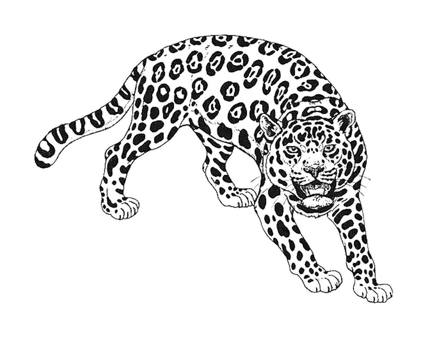  Un leopardo 