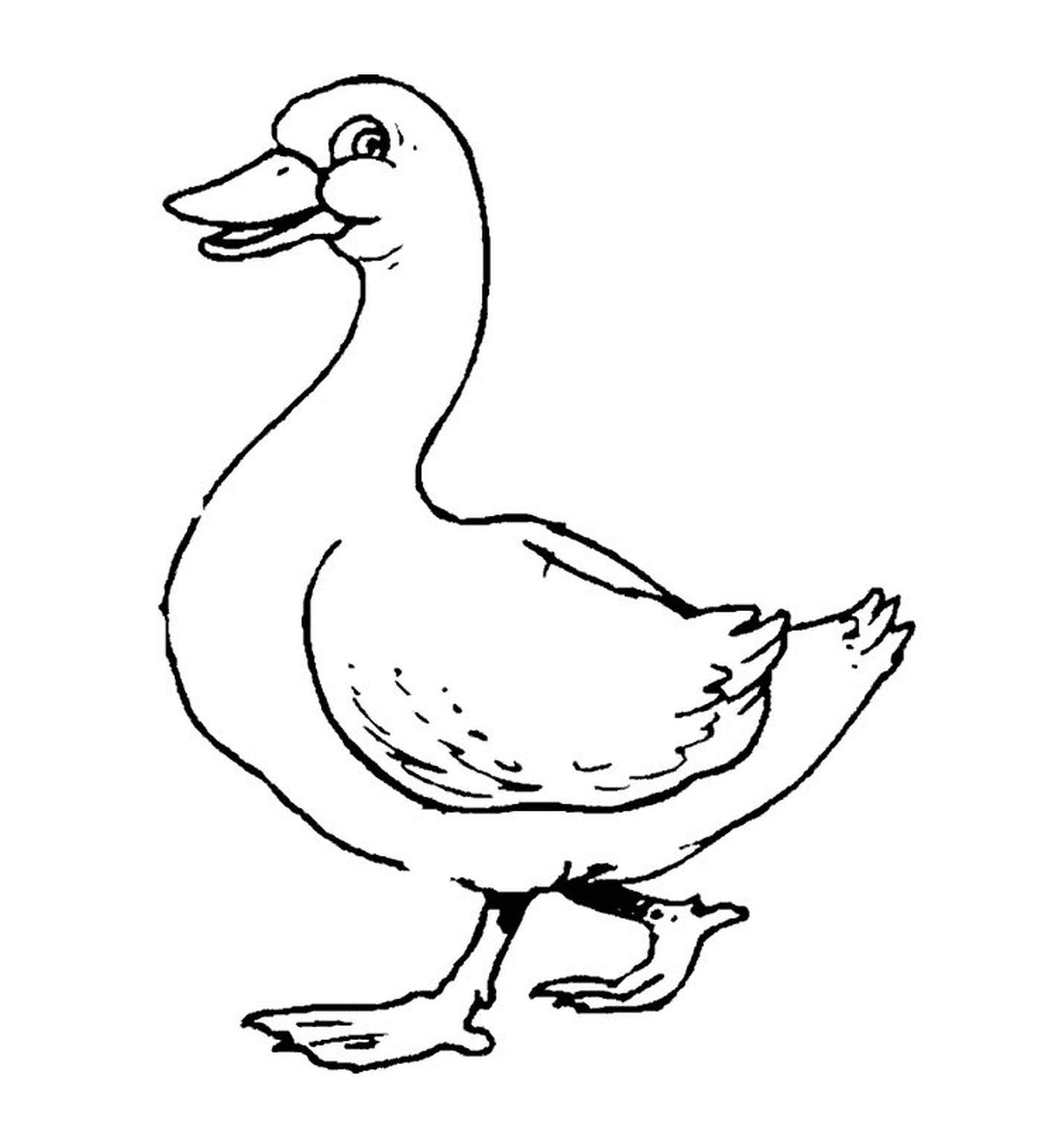  A duck 