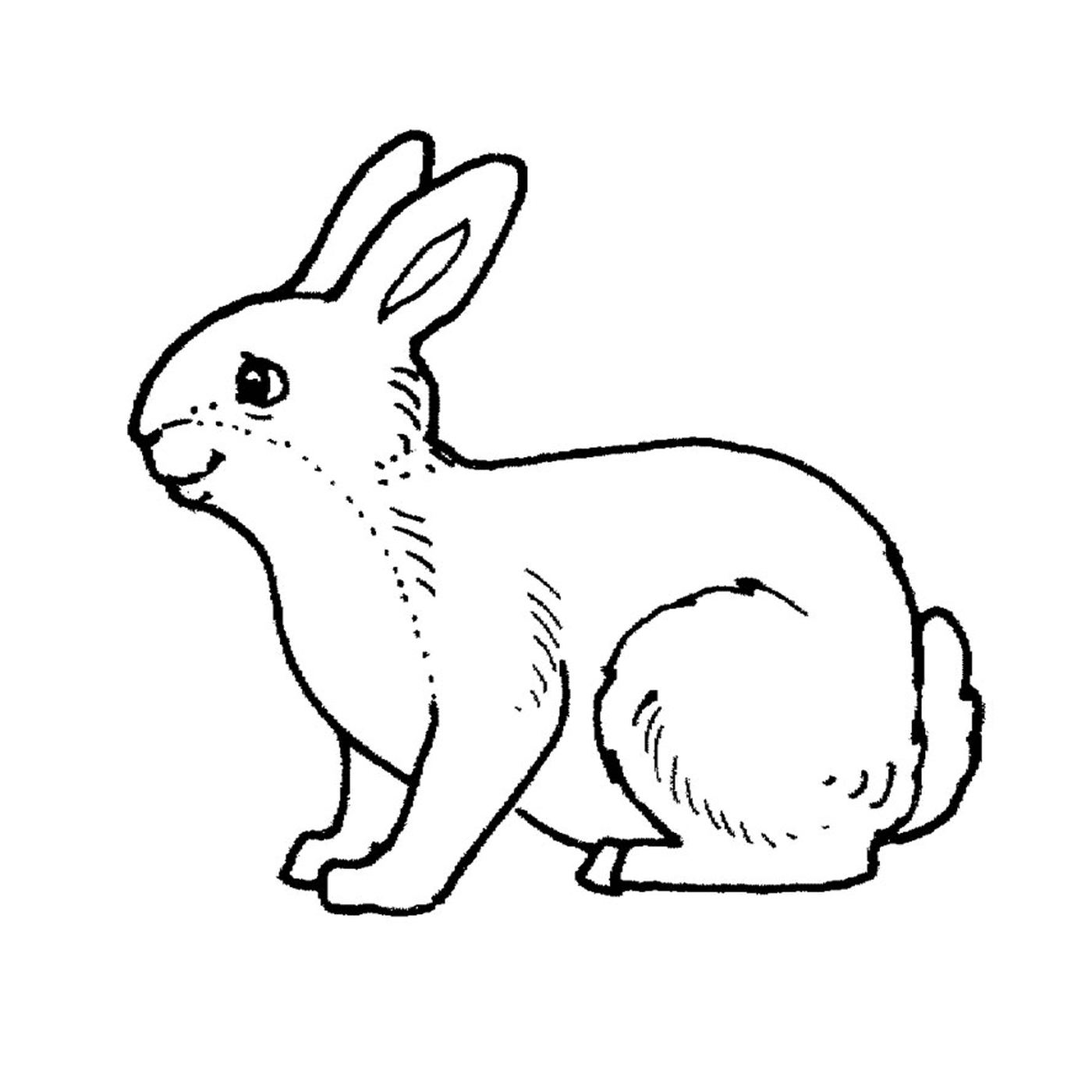  A rabbit 