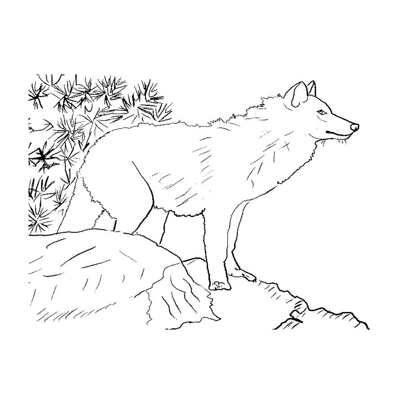  Un lobo de pie en una colina 