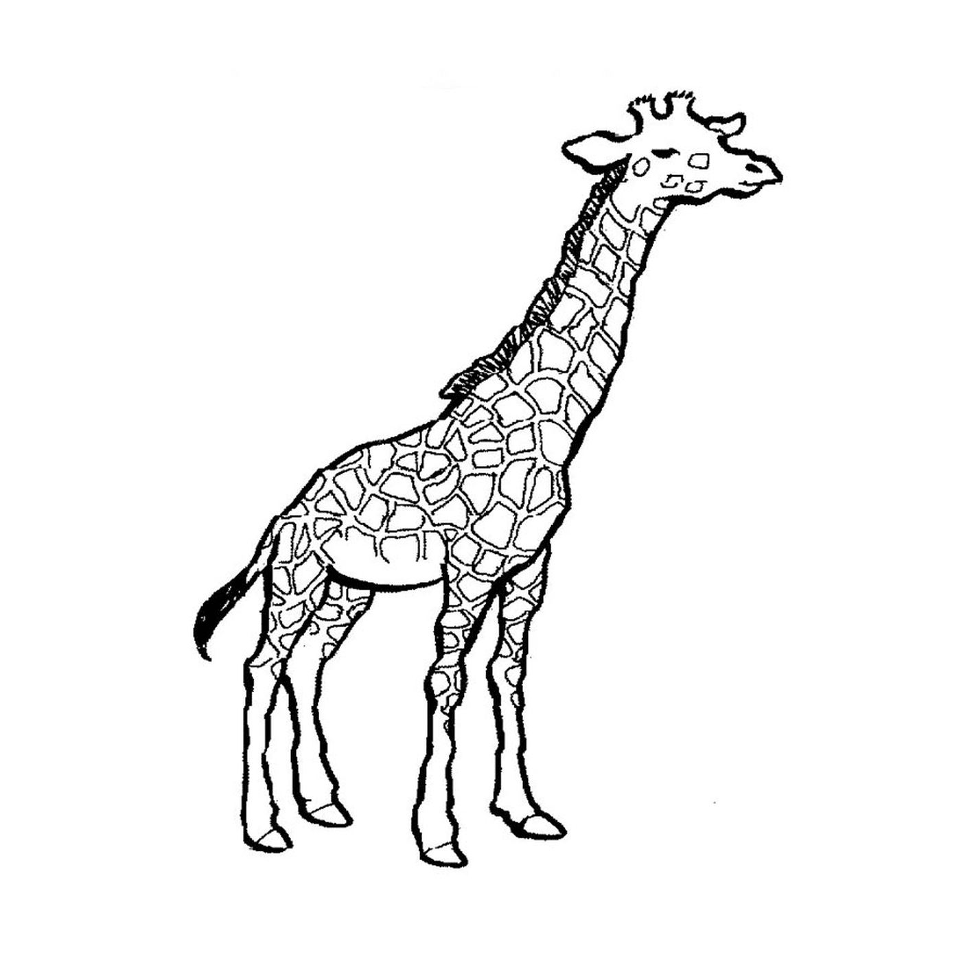  Una jirafa 