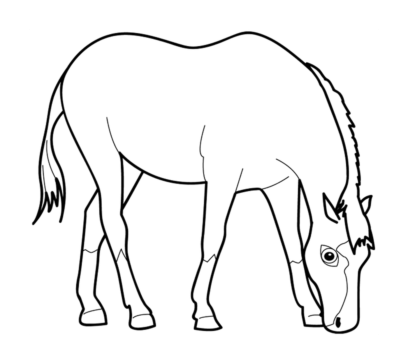  A horse eating 