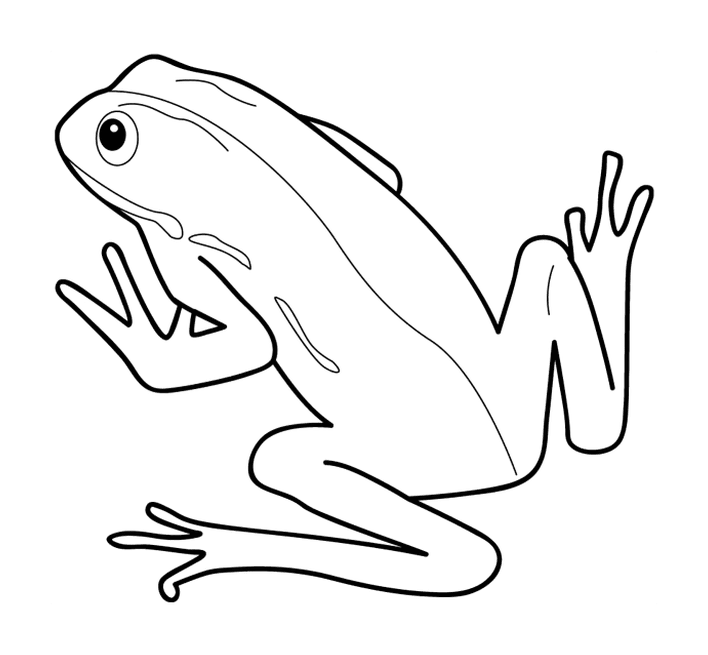  A frog 
