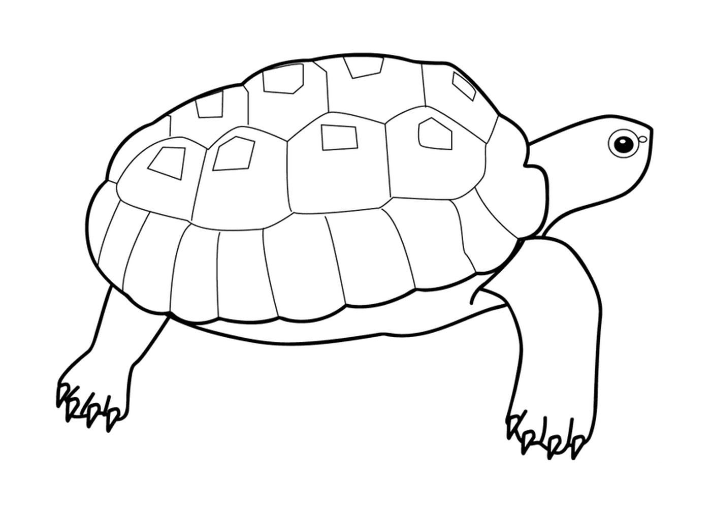  Eine Schildkröte 