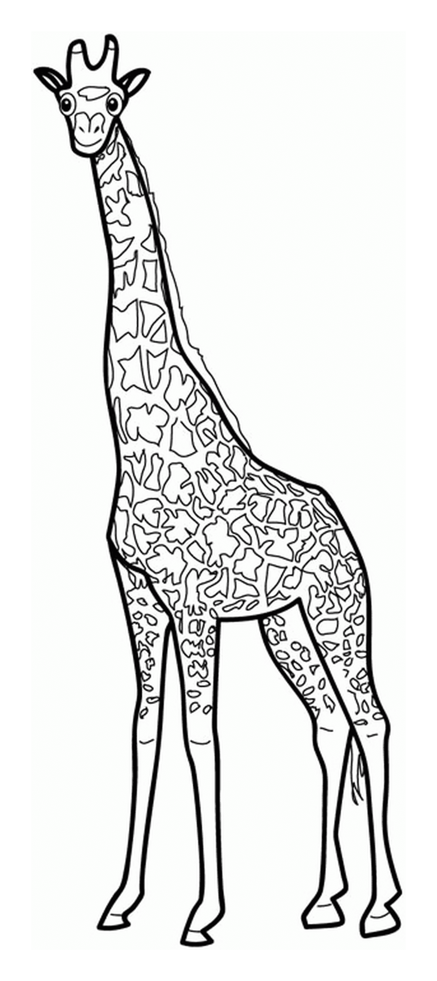  Una giraffa 