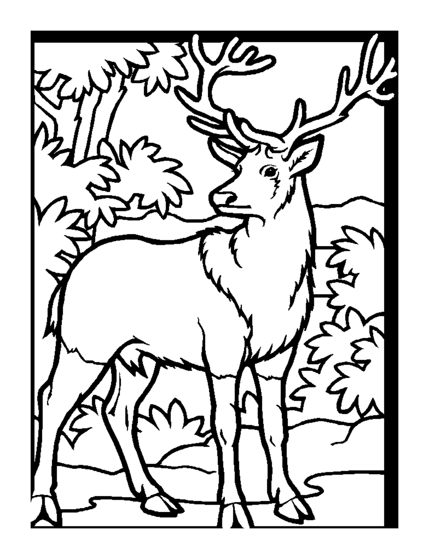  A deer standing in a forest 