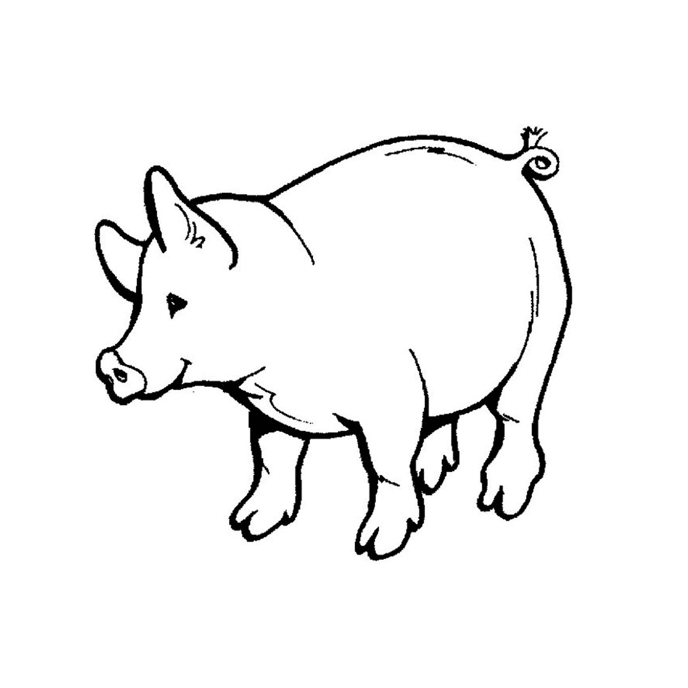  Un cerdo 