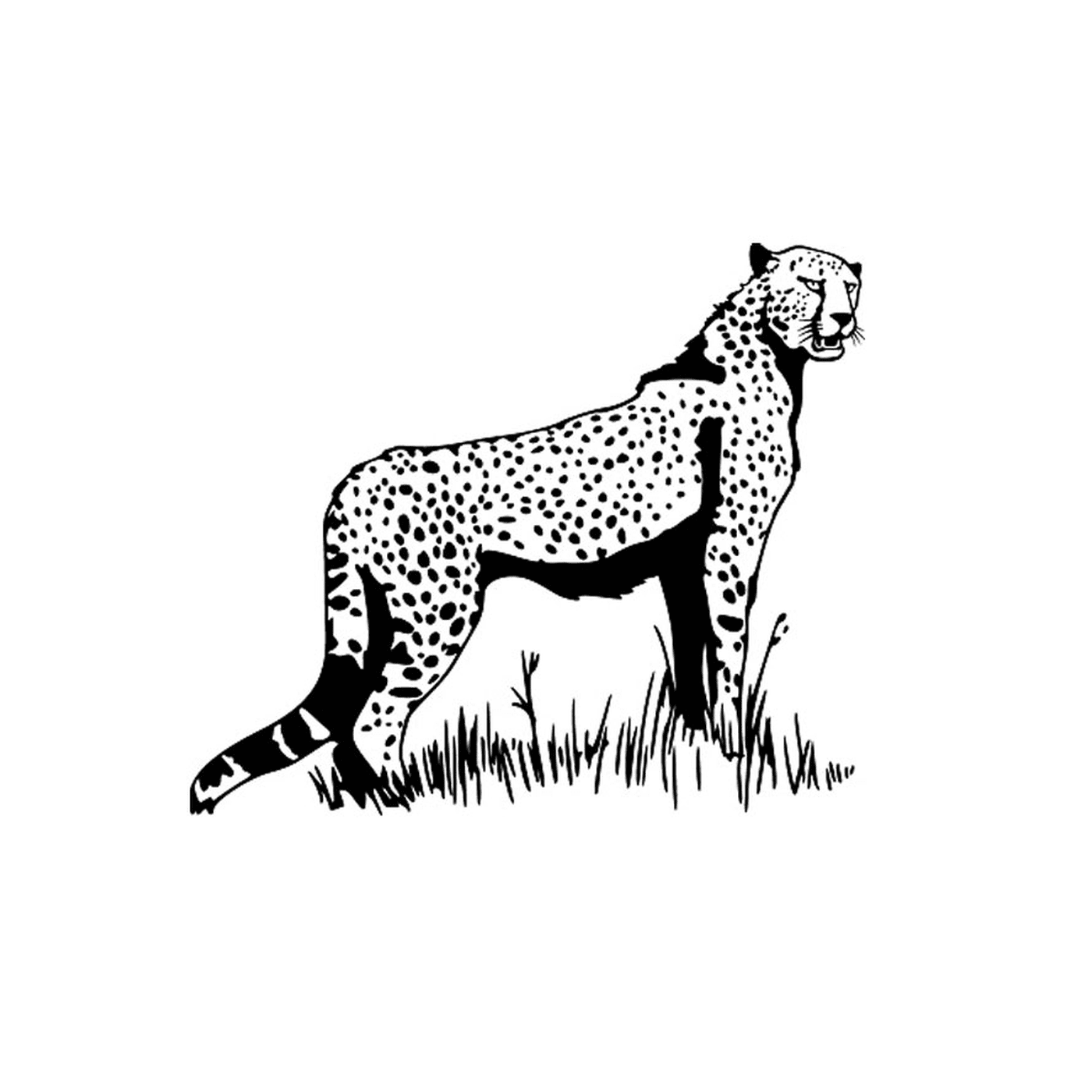  A cheetah 