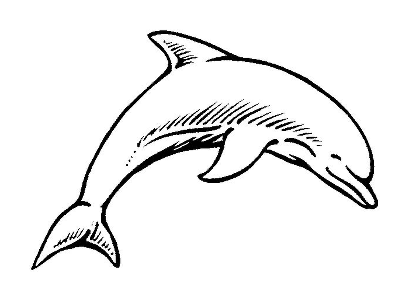  Ein Delphin 