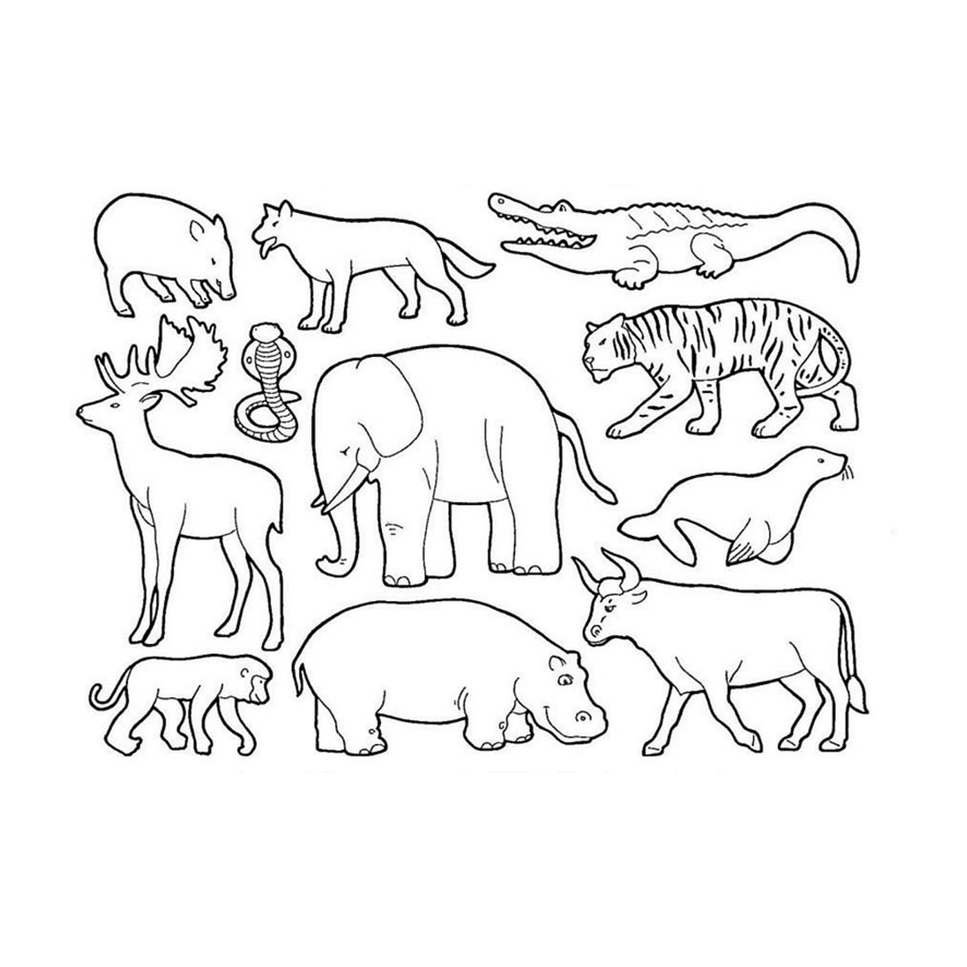  Un grupo de animales salvajes 