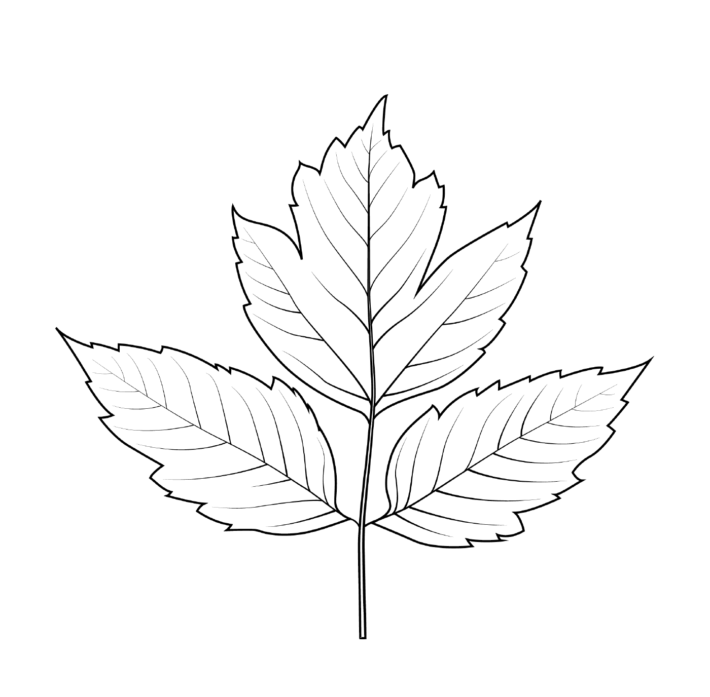  A leaf of elder 