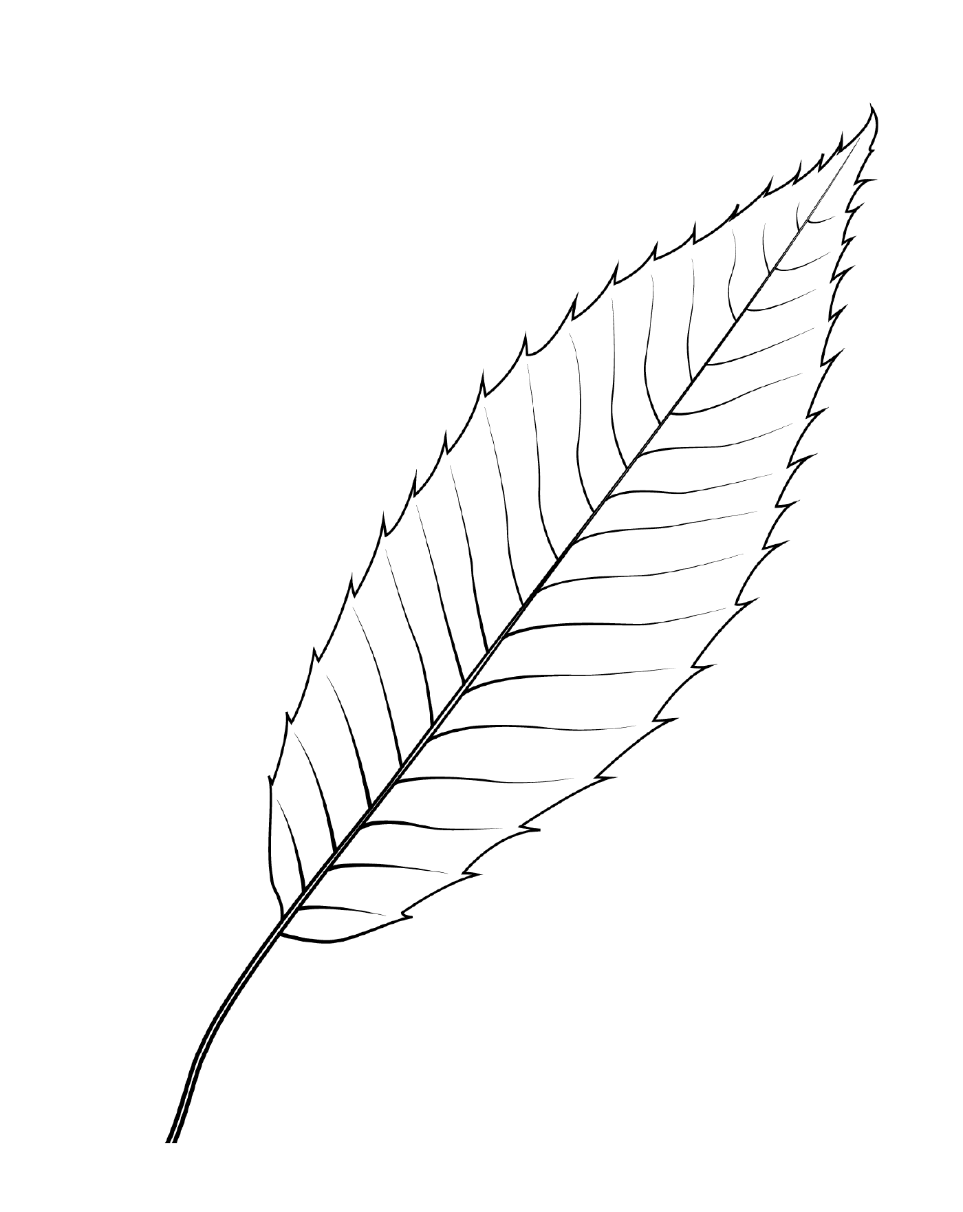  A leaf of oak with saw teeth 