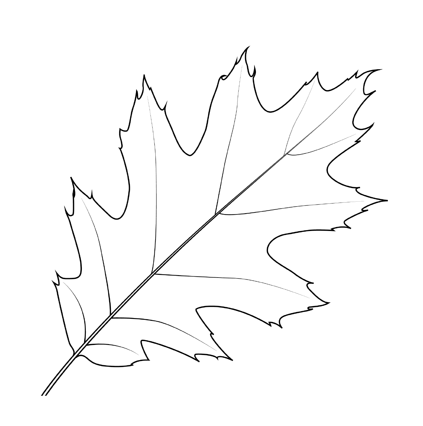  Red maple leaf 