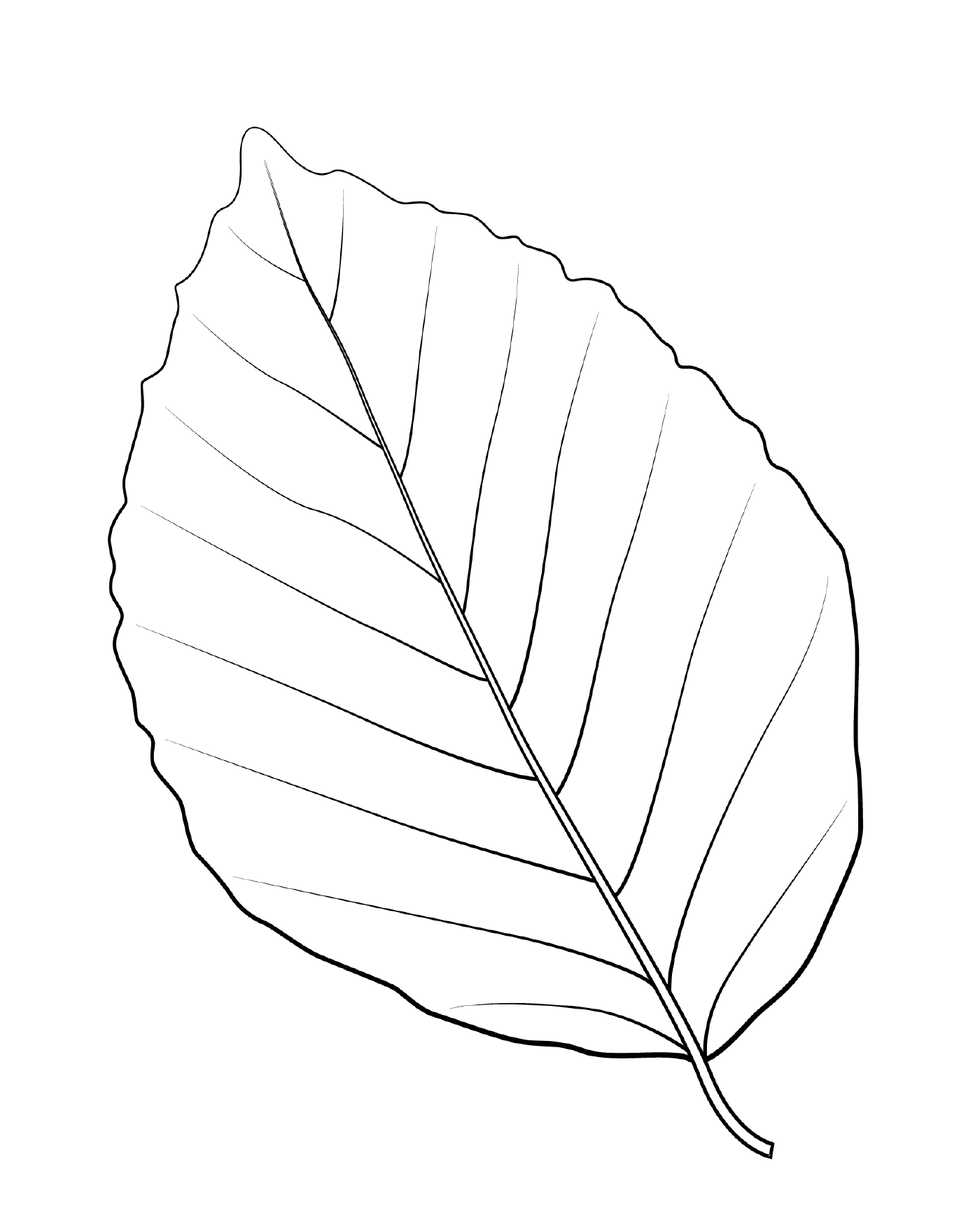  Copper beech leaf 