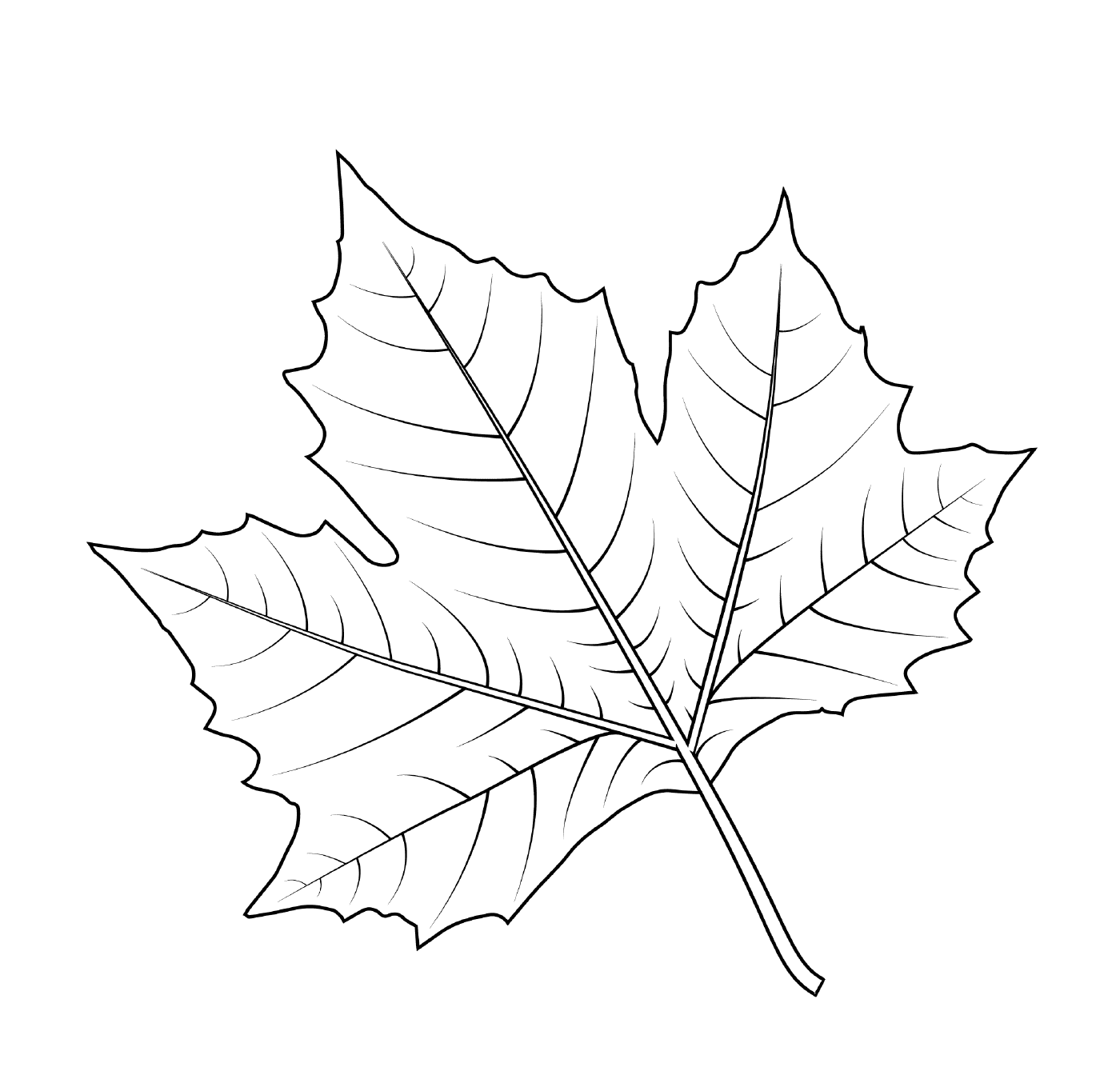  London plane tree leaf 