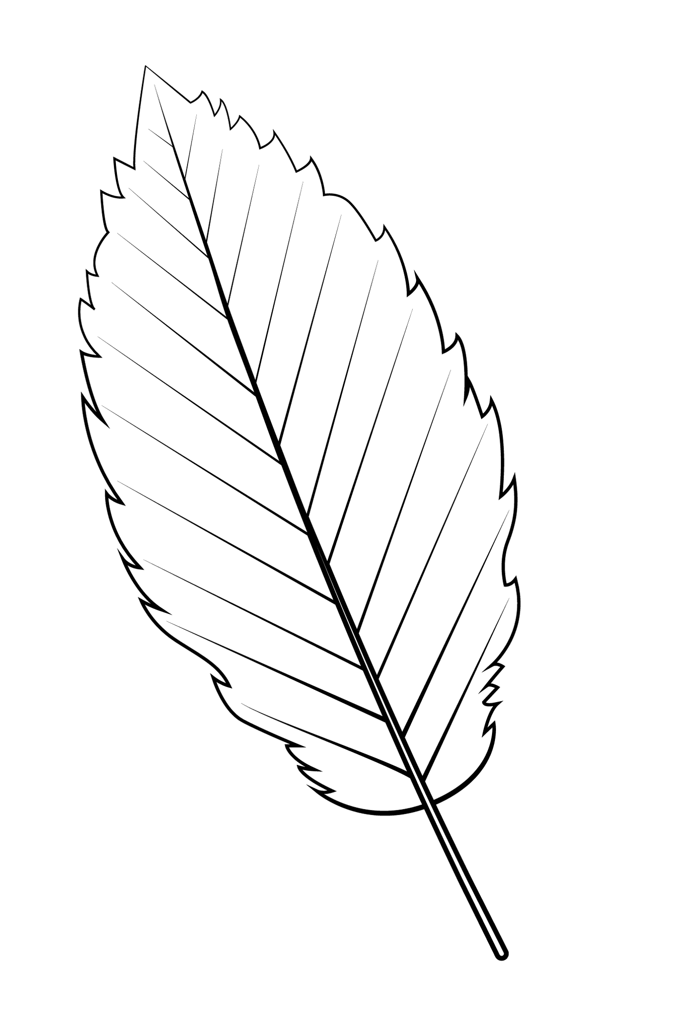  Red alder leaf 