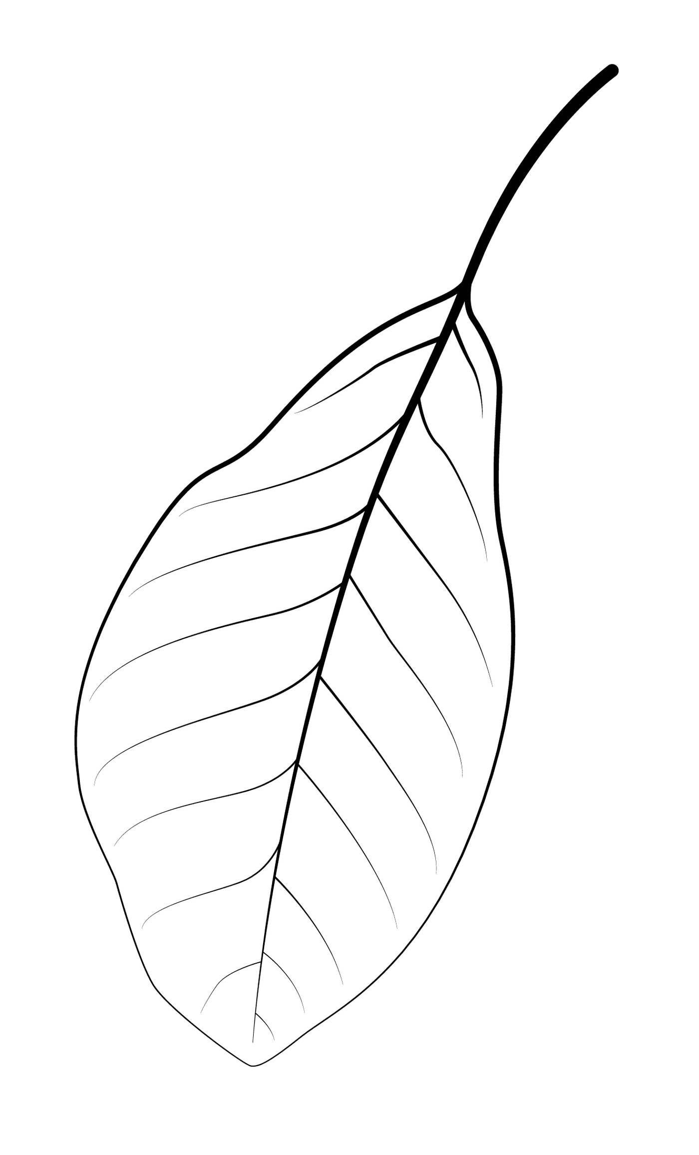  Black tupelo leaf 