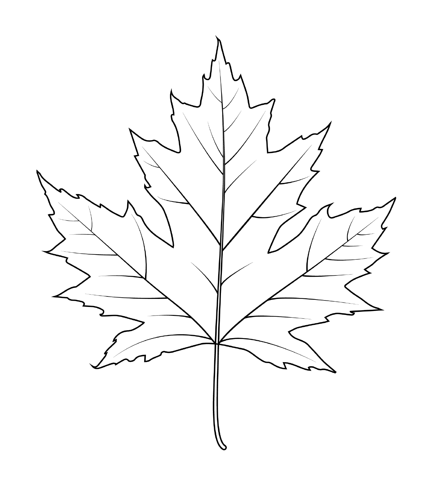  Drawn sugar maple leaf 