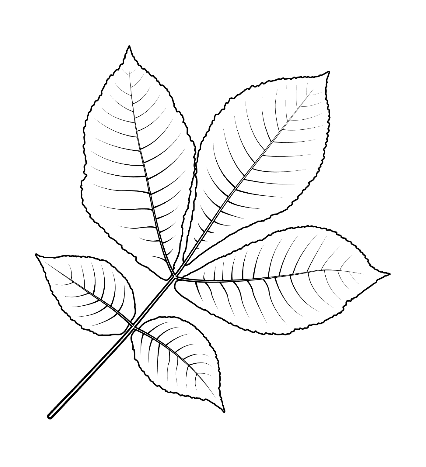  Short-bark caryer leaf 