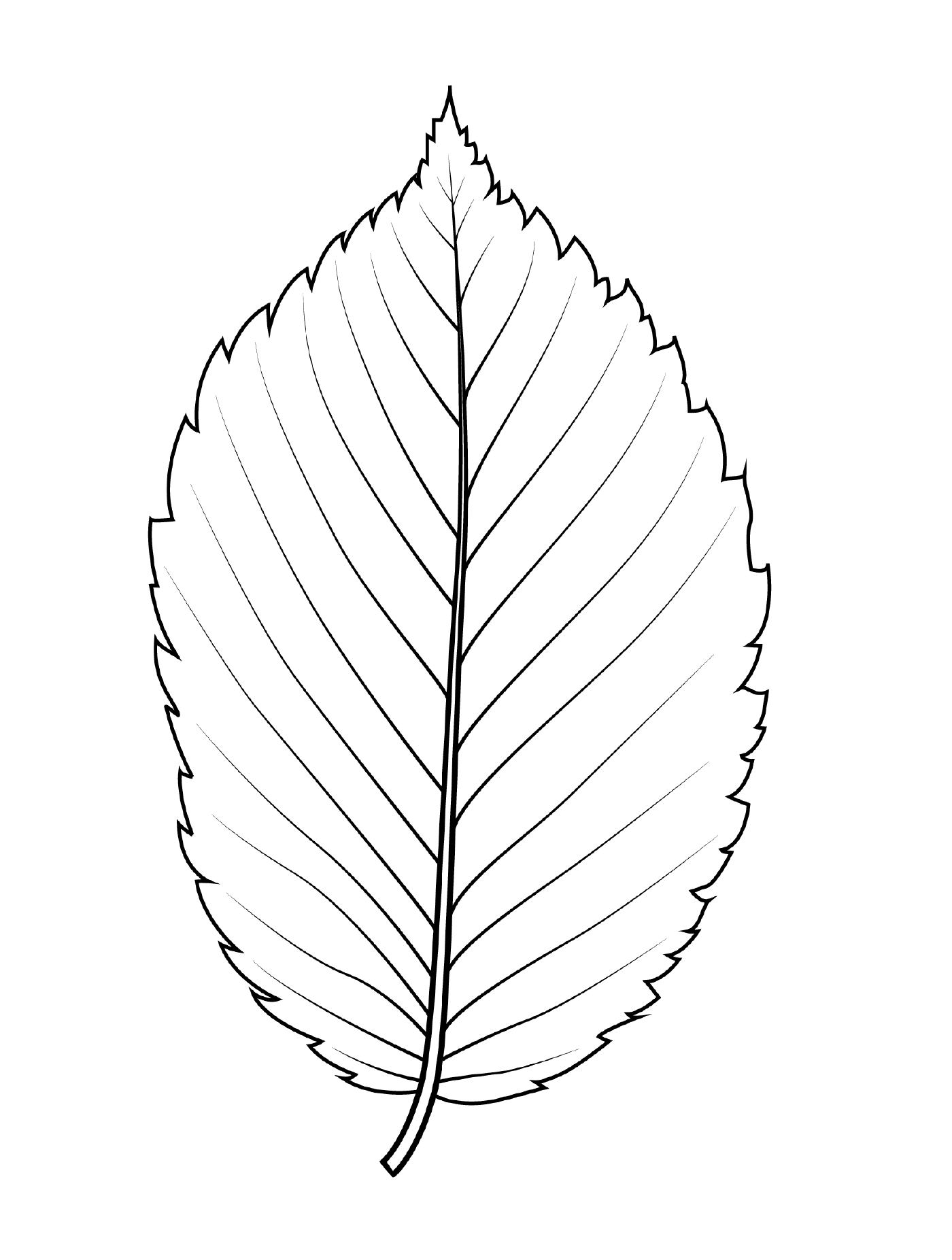  American elm leaf 