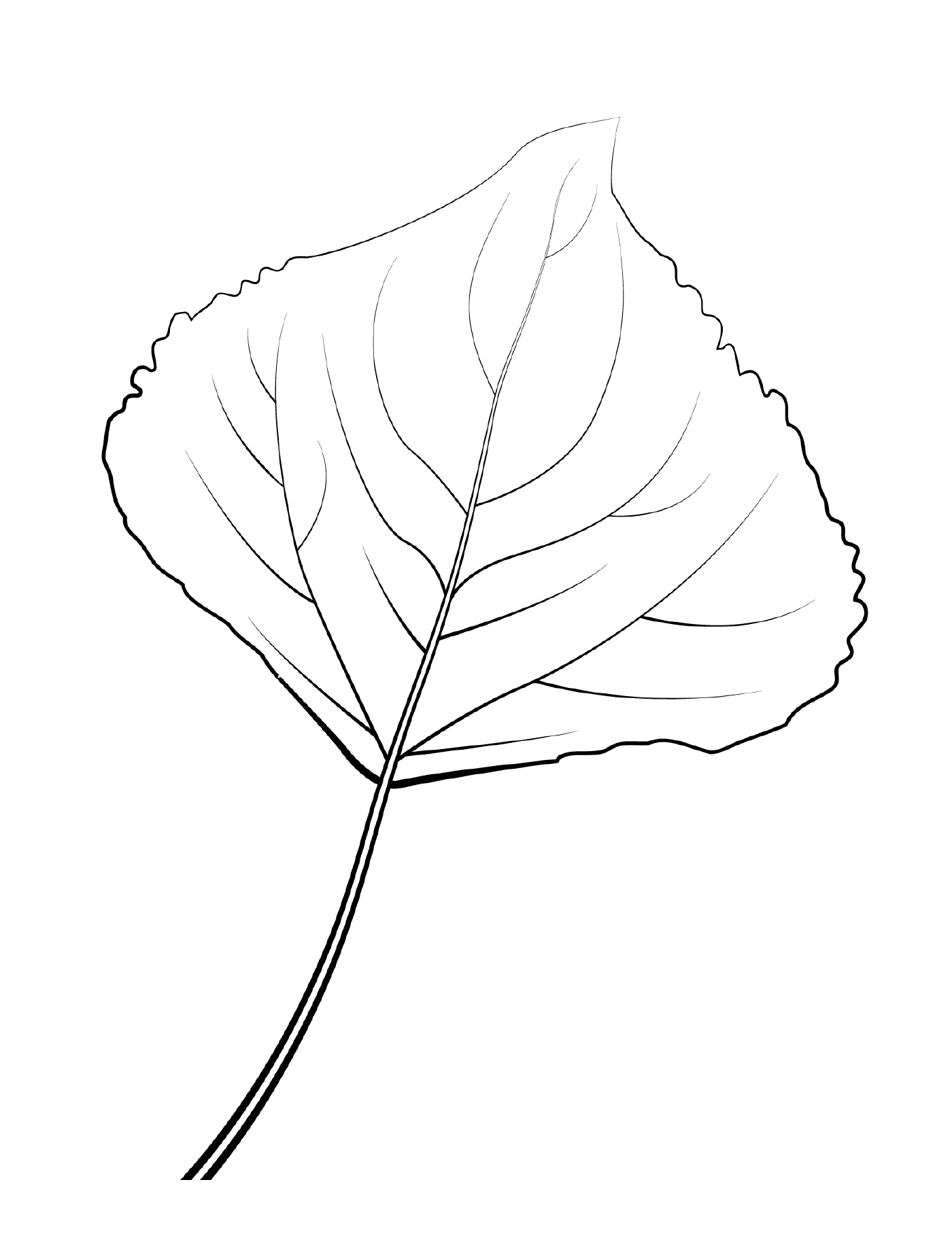  Lombard poplar leaf 