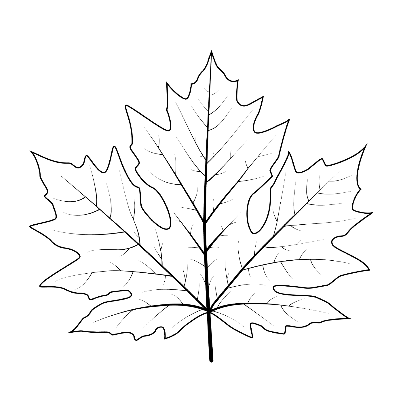  Large maple leaf 