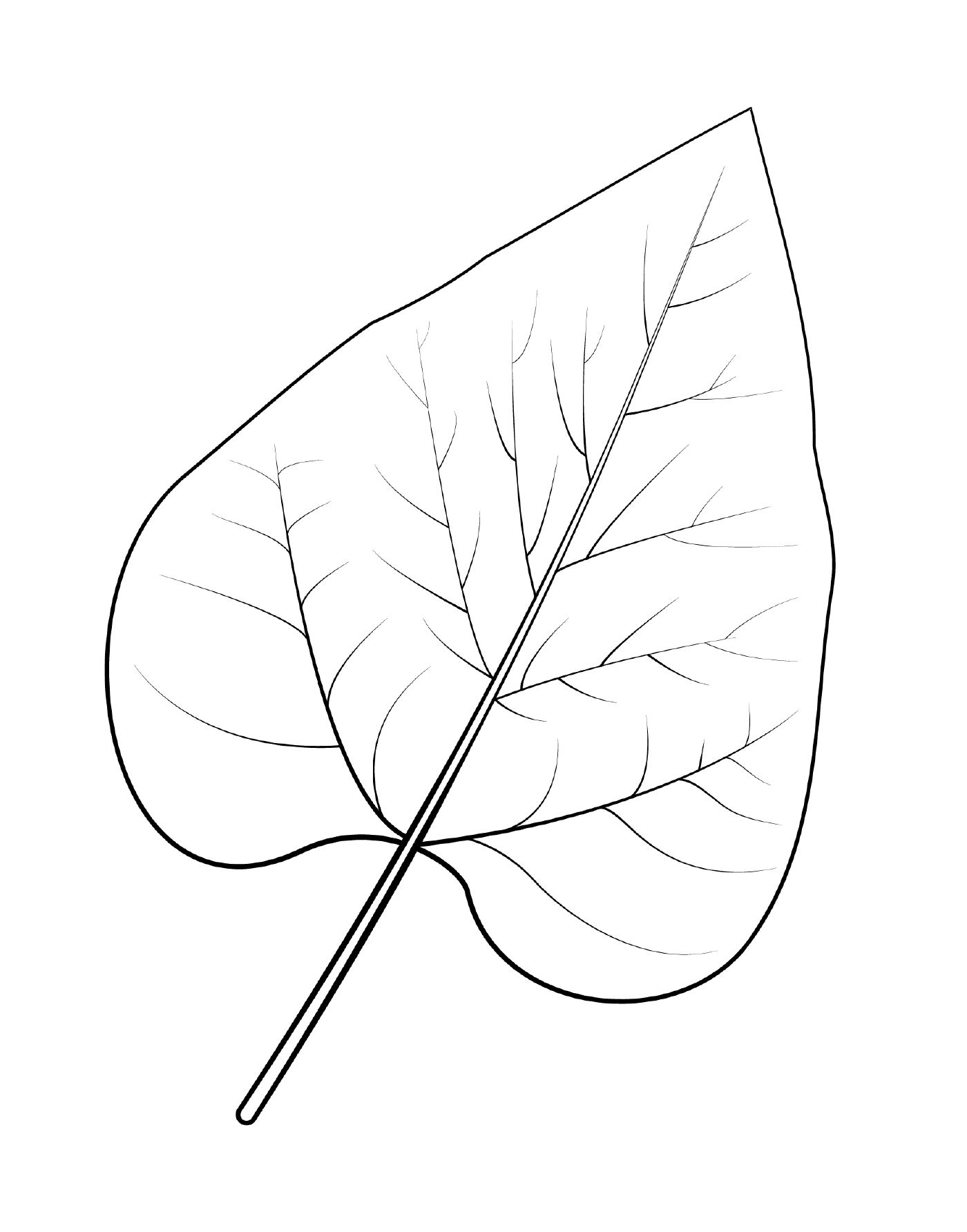  Northern catalpa leaf 
