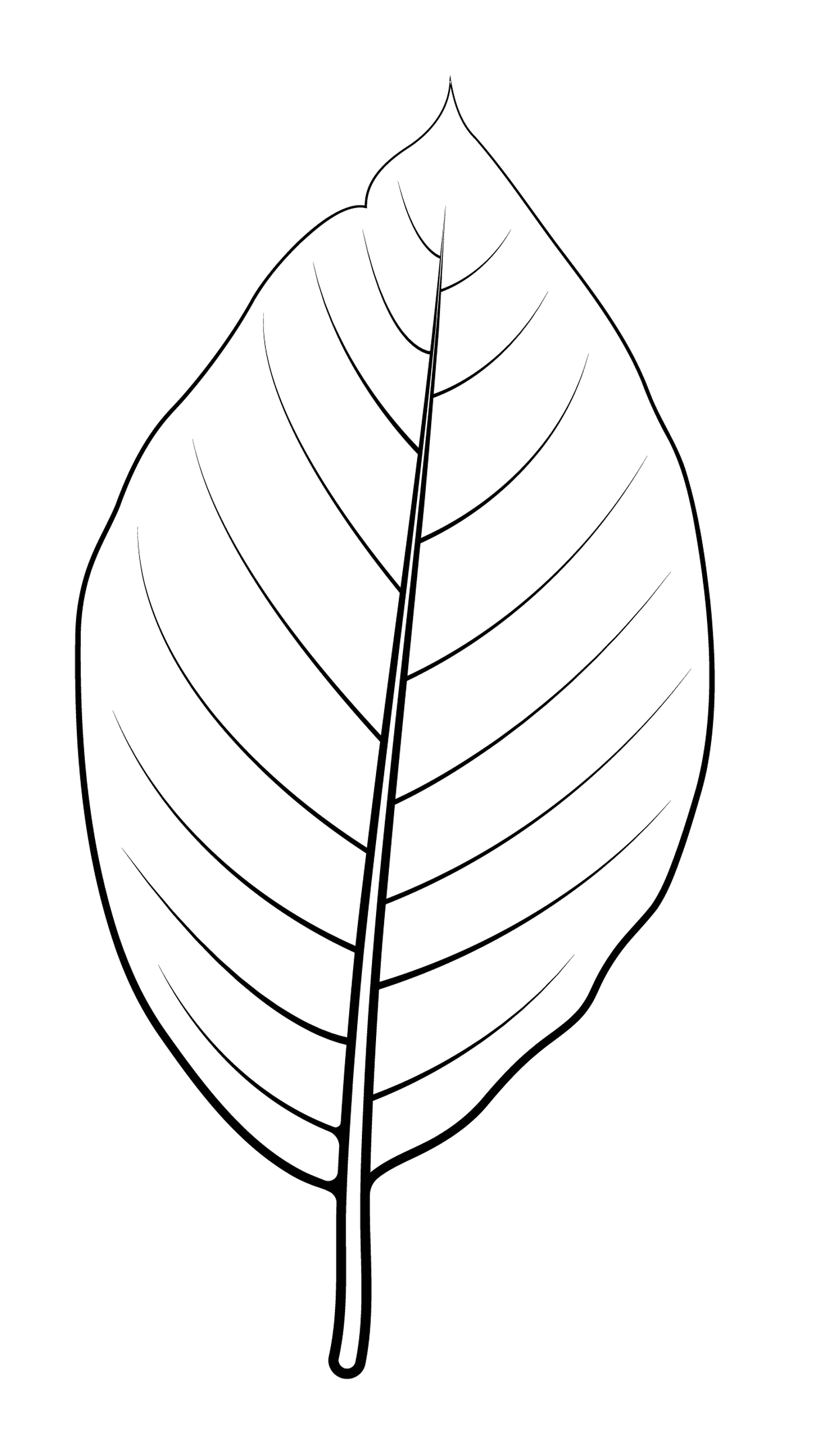  Cucumber leaf 