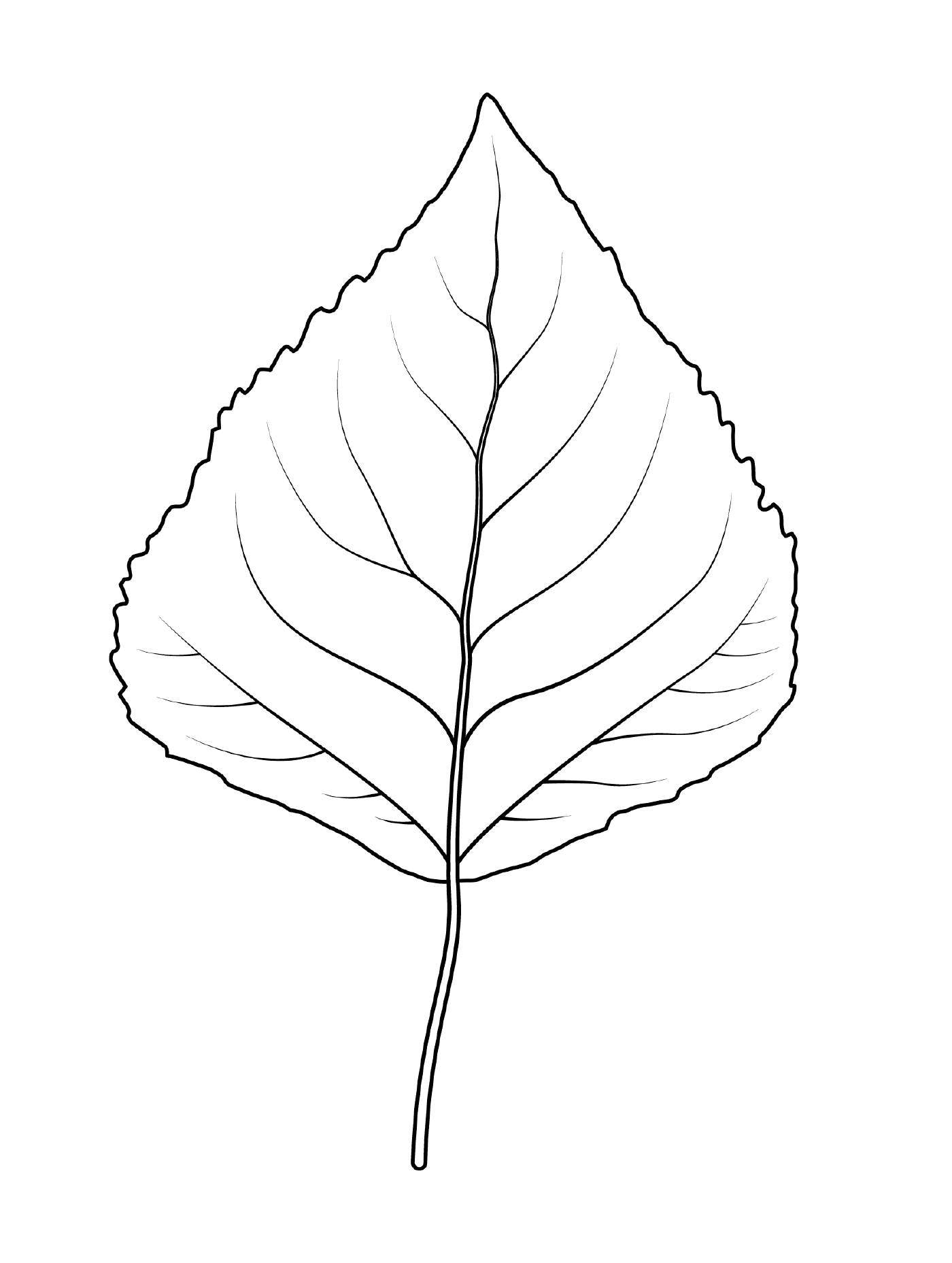  Frost poplar leaf 