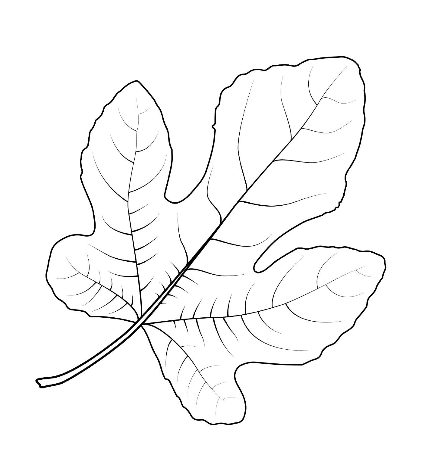  Обычный инжирный лист 