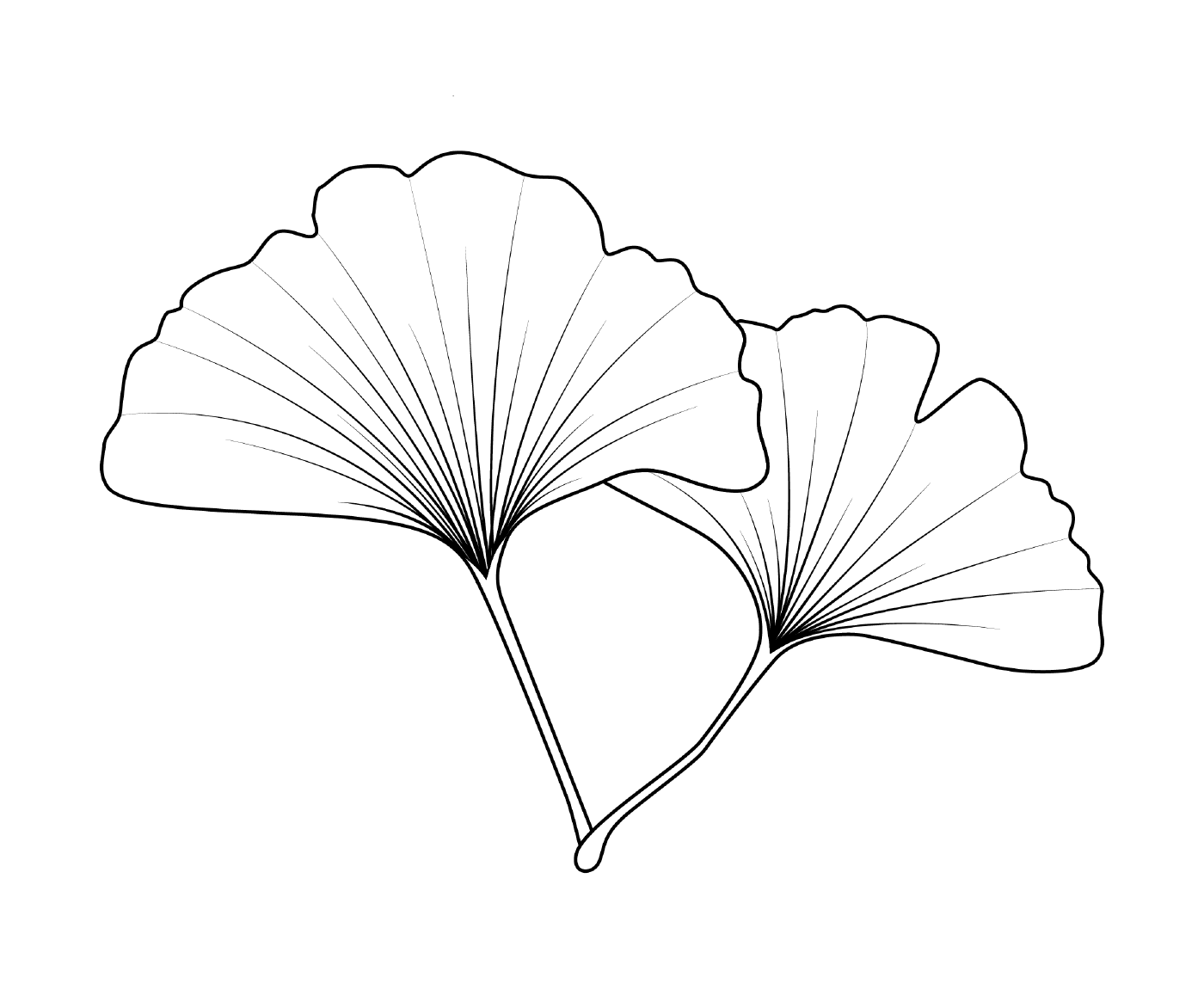  Acacia leaf 