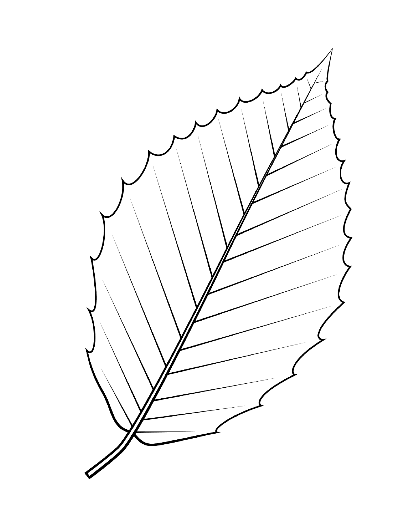  American maple leaf 