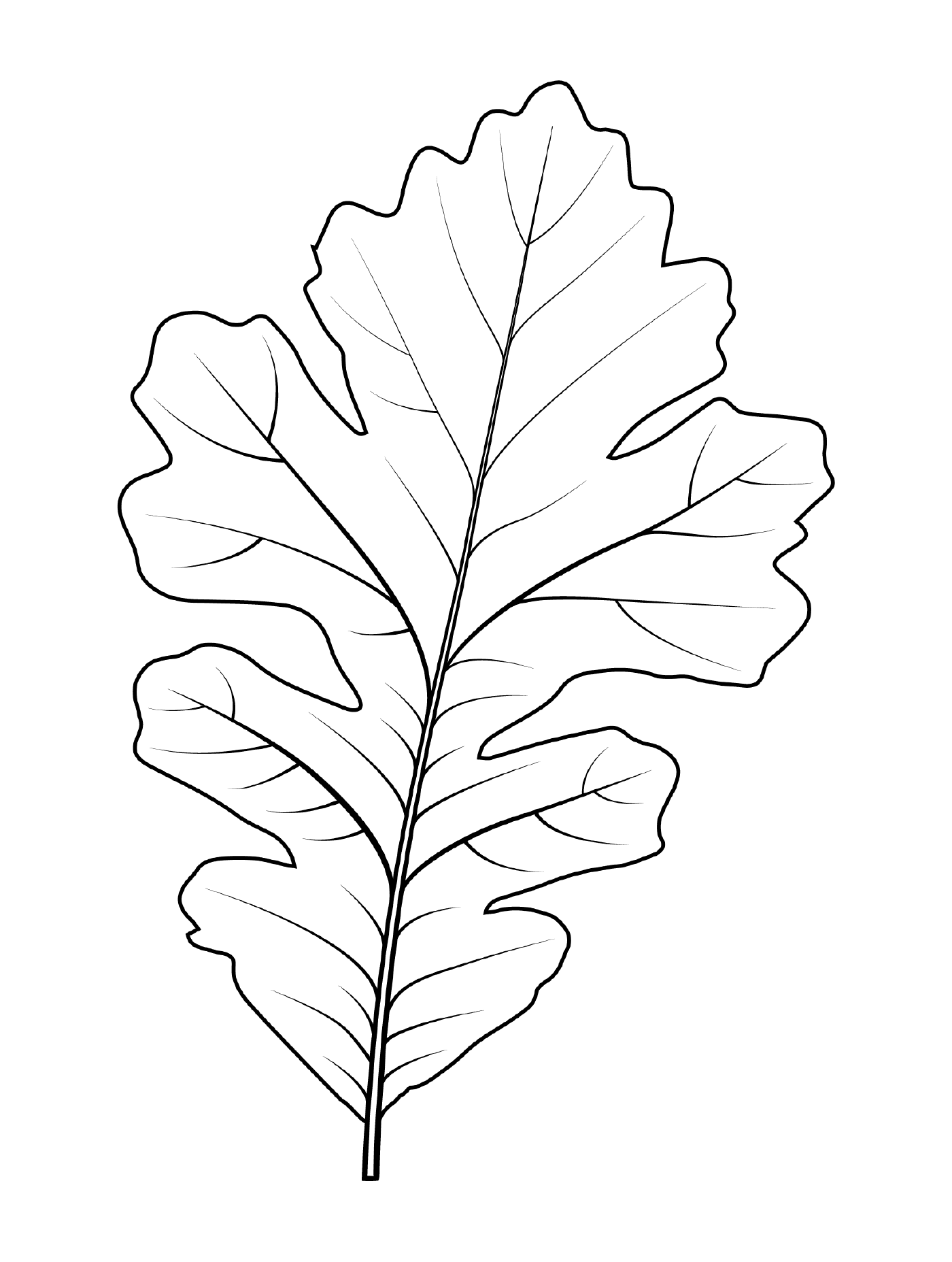  Крупноплодный дубовый лист 
