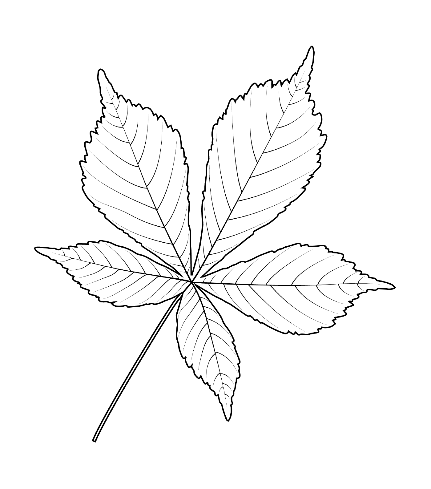  Indian chestnut leaf 