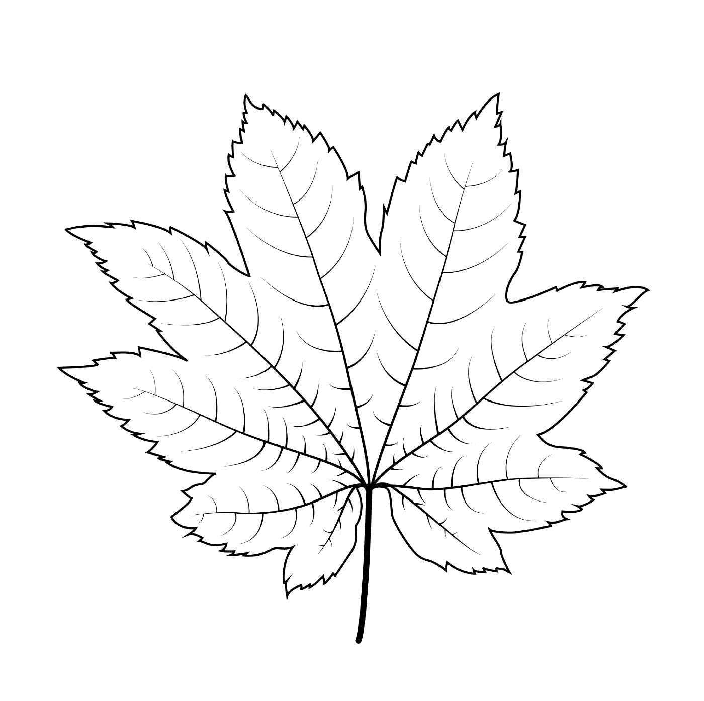  Vine maple leaf 