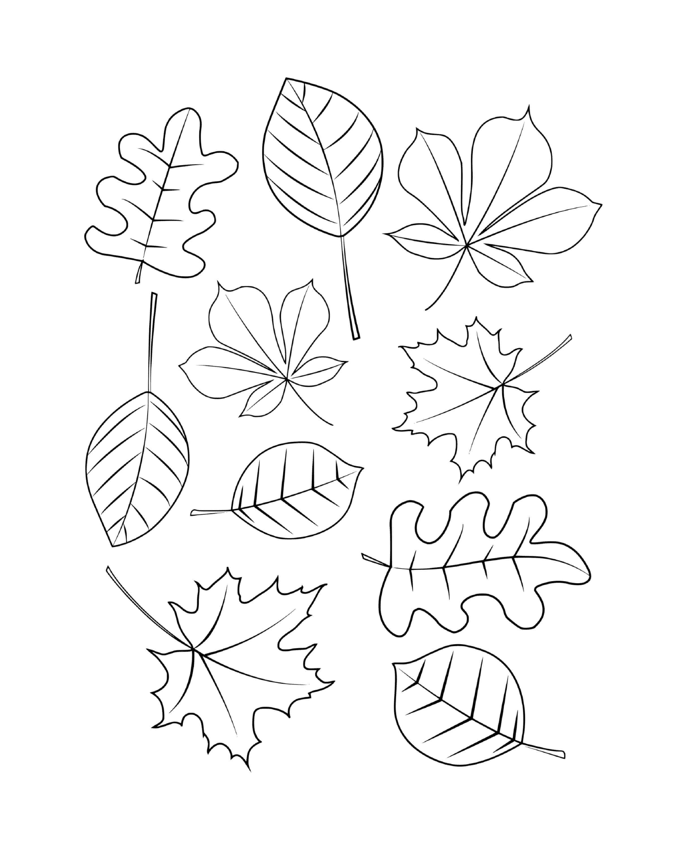  Diferentes tipos de hojas dibujadas en papel 