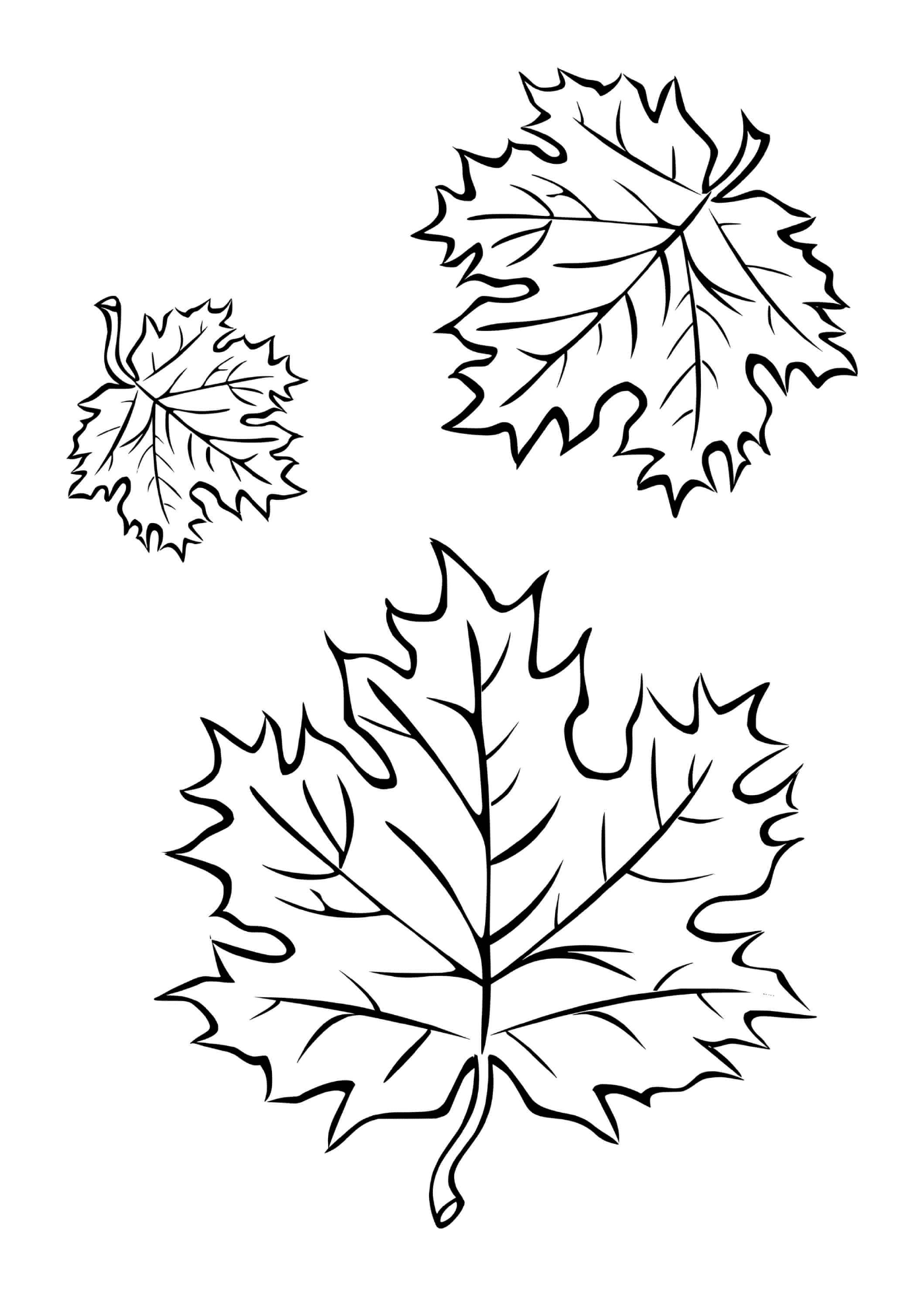  Three autumn leaves 